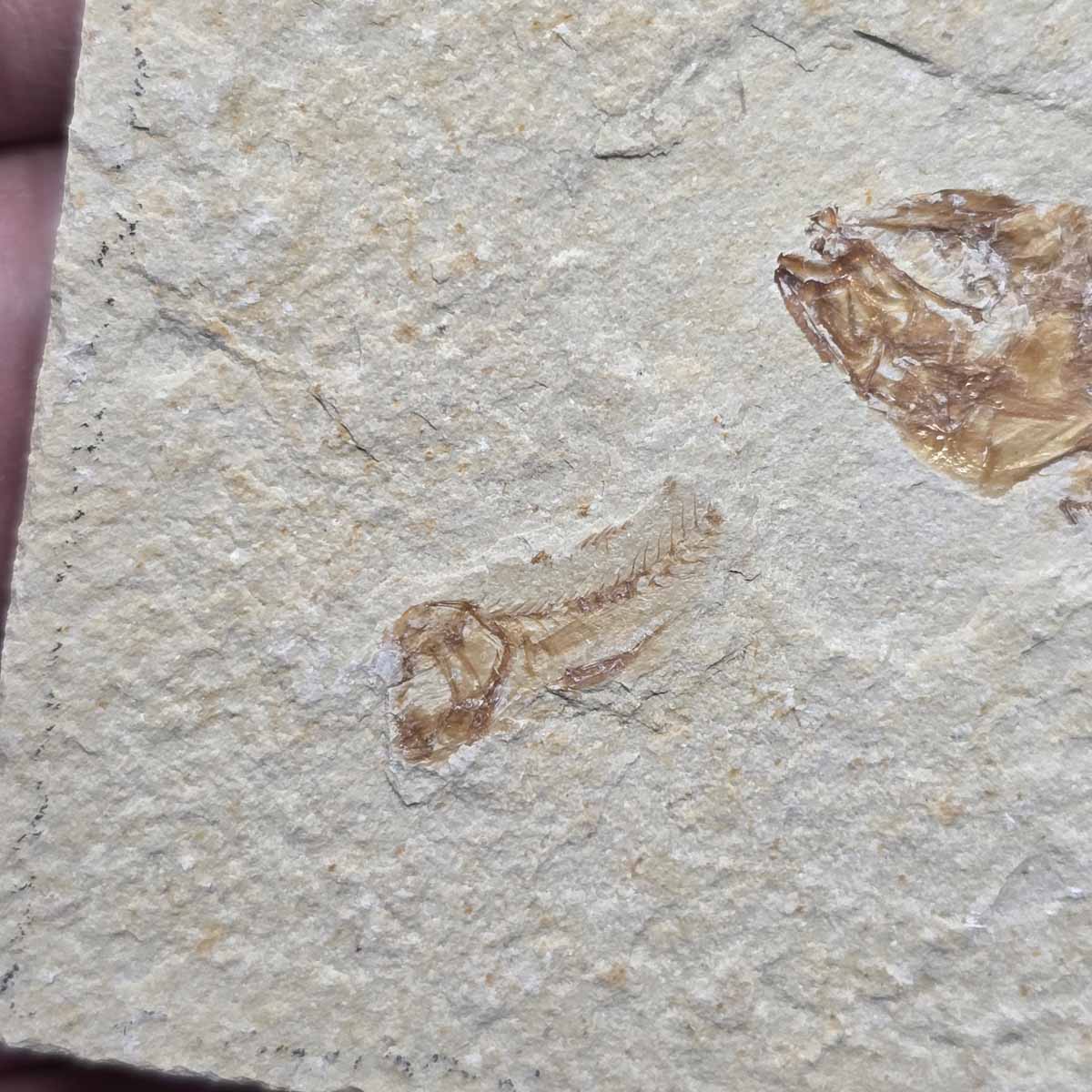 Lebanon Fish Plate Fossil Display Specimen Cretaceous Collectors