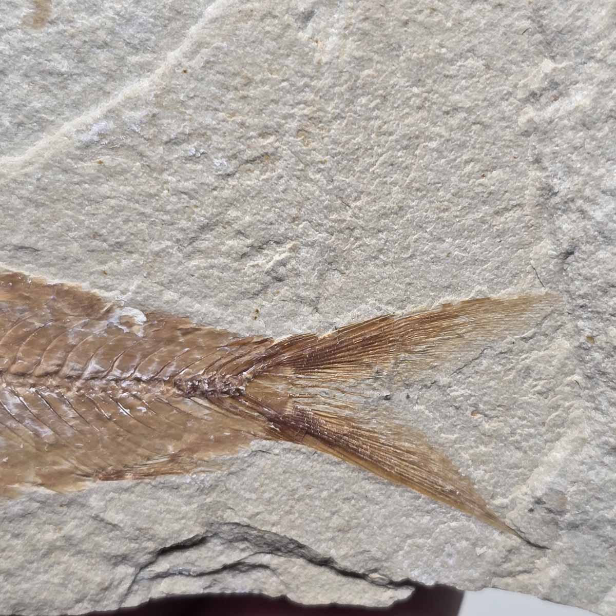 Lebanon Fish Plate Fossil Display Specimen Cretaceous Collectors