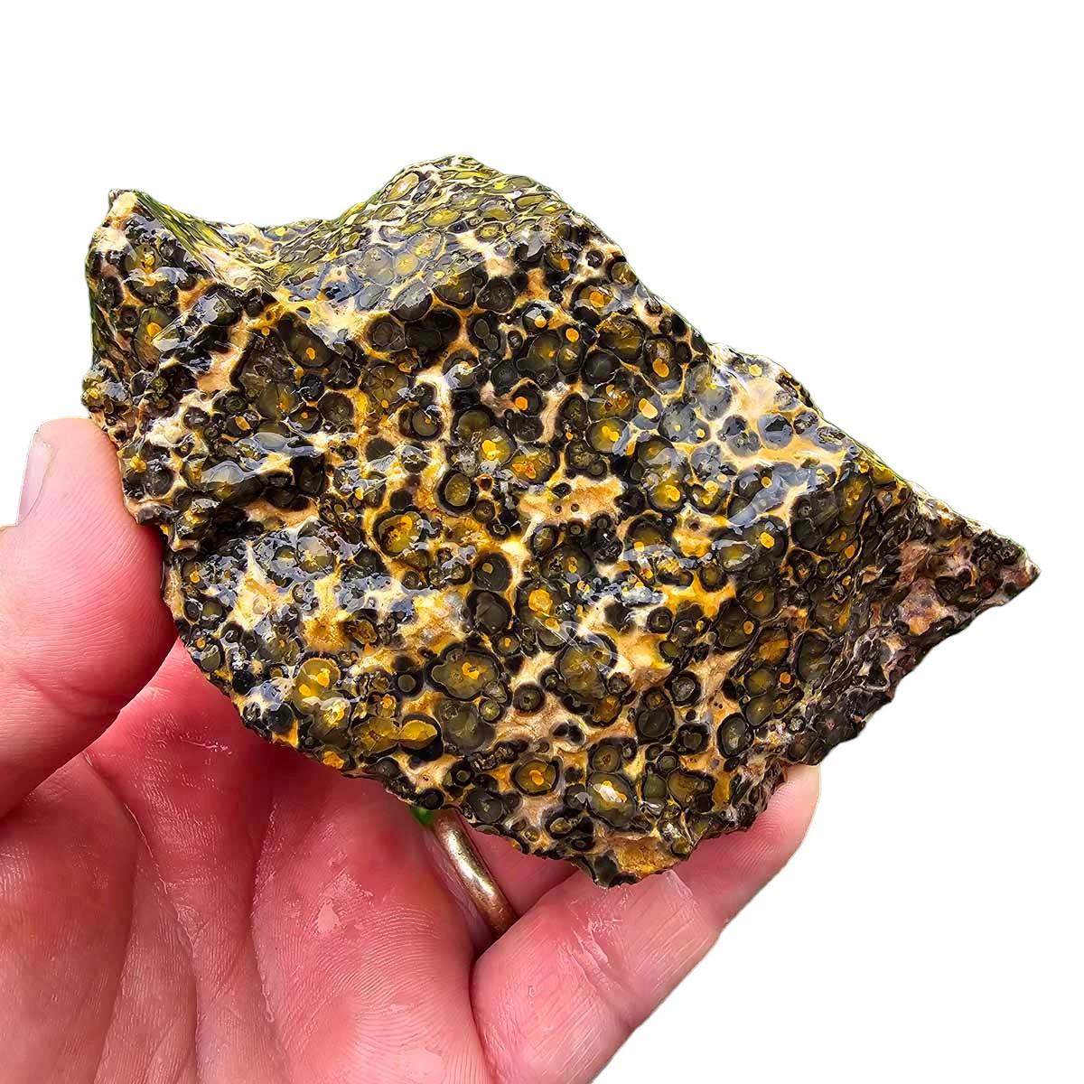 Leopard Skin Rhyolite Rough Chunk!