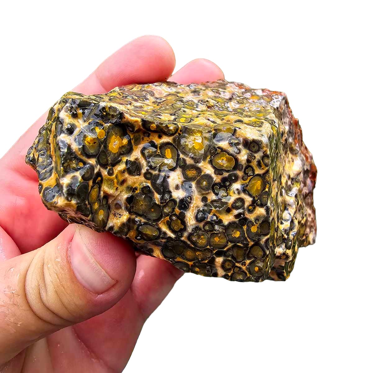 Leopard Skin Rhyolite Rough Chunk!