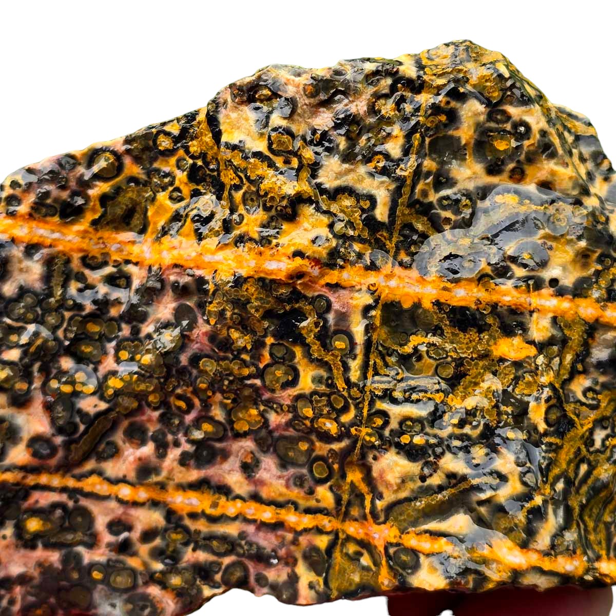 Leopard Skin Rhyolite Rough Chunk!