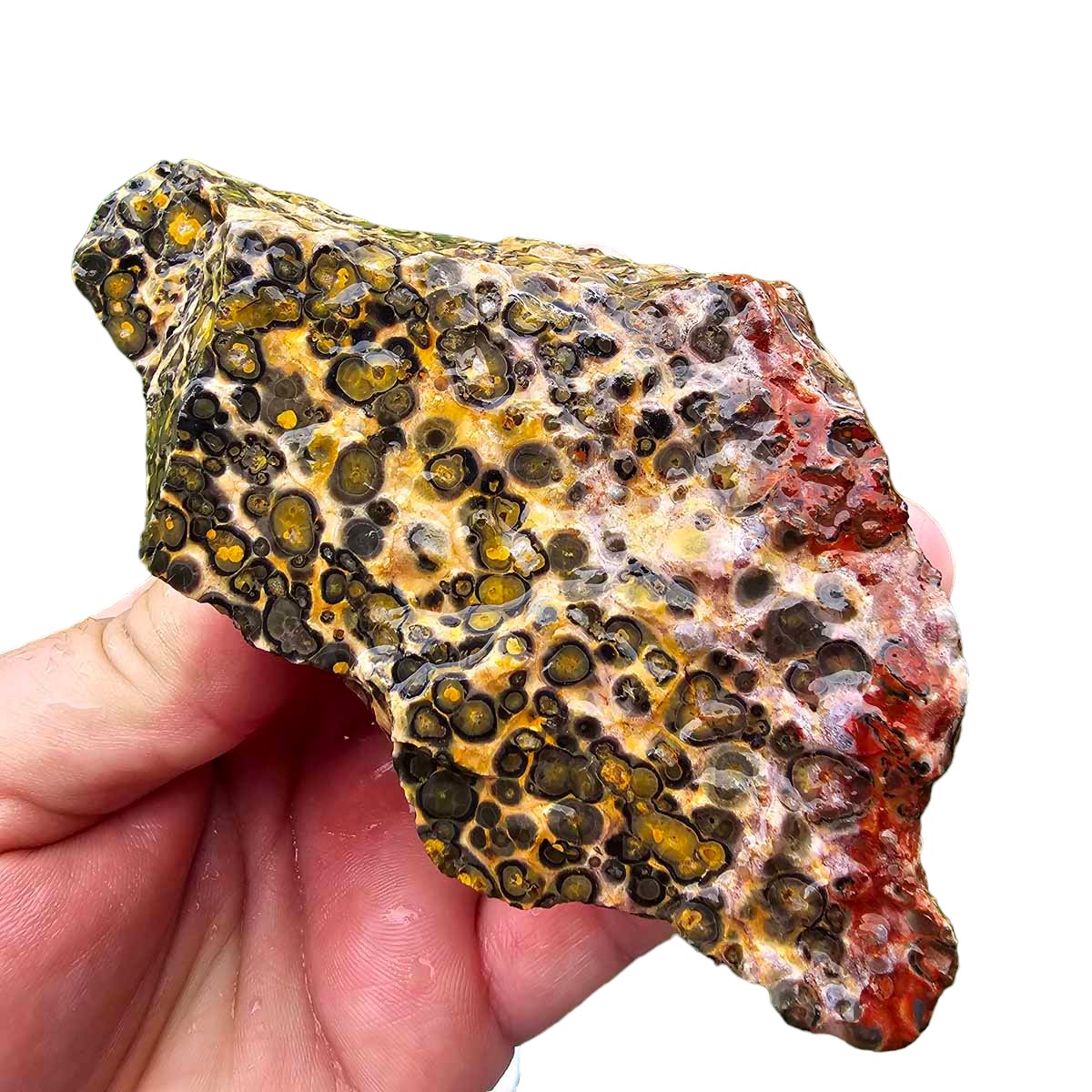 Leopard Skin Rhyolite Rough Chunk!