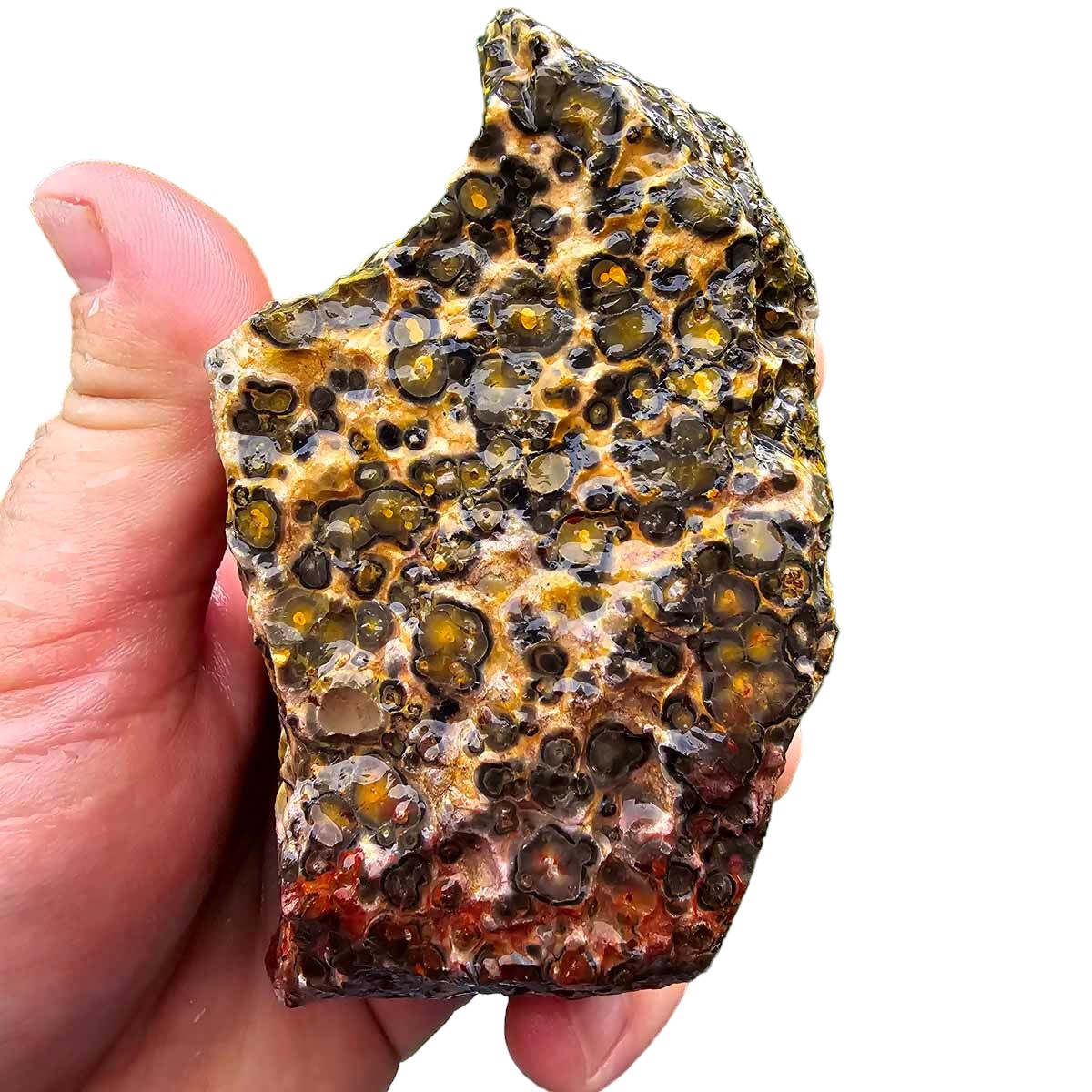 Leopard Skin Rhyolite Rough Chunk!