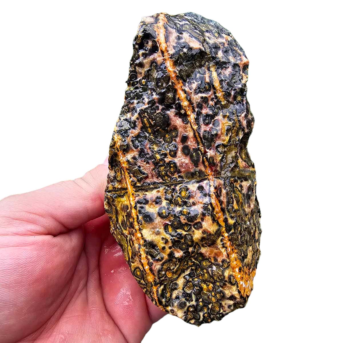 Leopard Skin Rhyolite Rough Chunk!