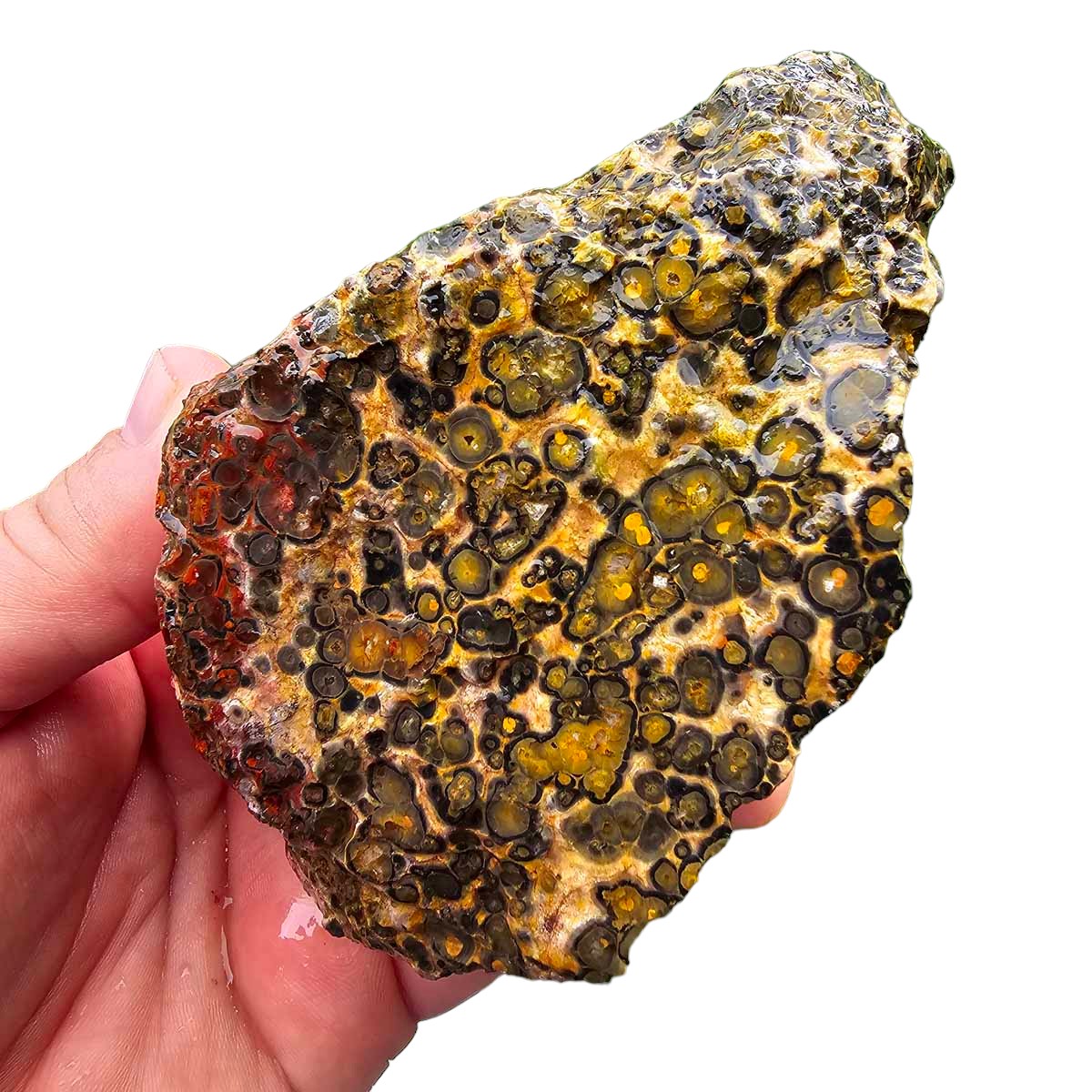 Leopard Skin Rhyolite Rough Chunk!