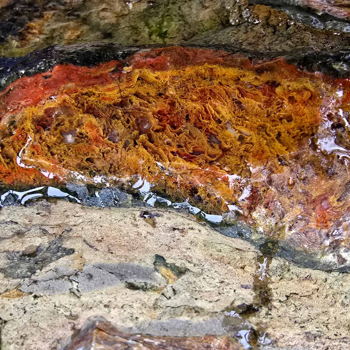 BOULDER Maury Mountain Moss Agate Rough Cutting Slice Rock Stone