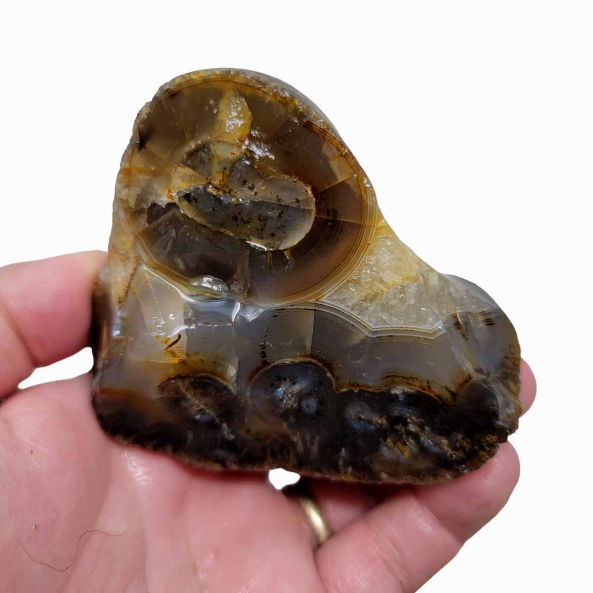 Rare Old Stock Montana Agate Rough Chunk!