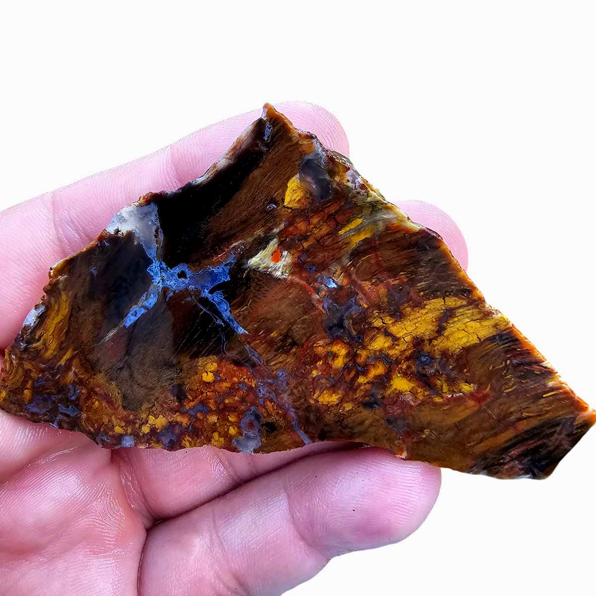 Ochoco Shrinkwood Petrified Wood Slab!  Lapidary Stone Slab