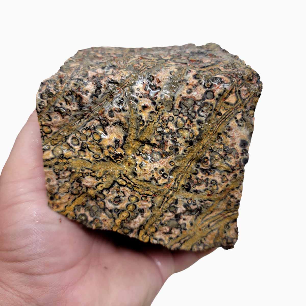 Leopard Skin Rhyolite Rough Chunk!