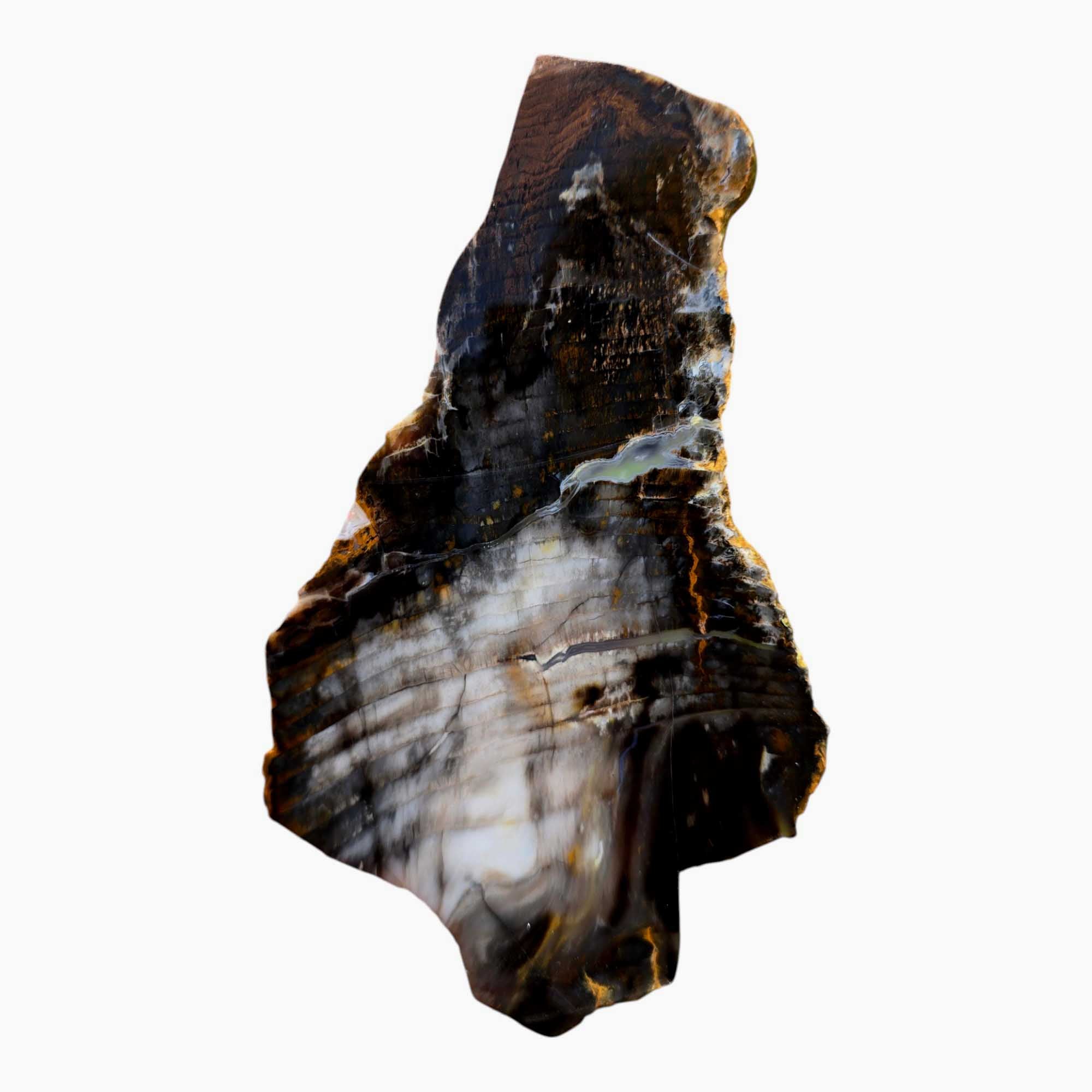 Mystery Petrified Wood Slab Dry – Well-Silicified Regional Specimen! #3479-Photo2