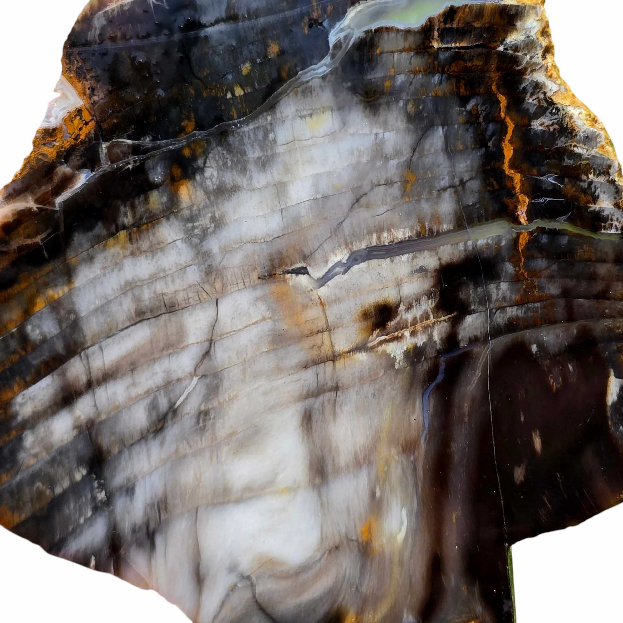 Mystery Petrified Wood Slab Dry – Classic Petrified Structure Pattern! #3479-Photo3