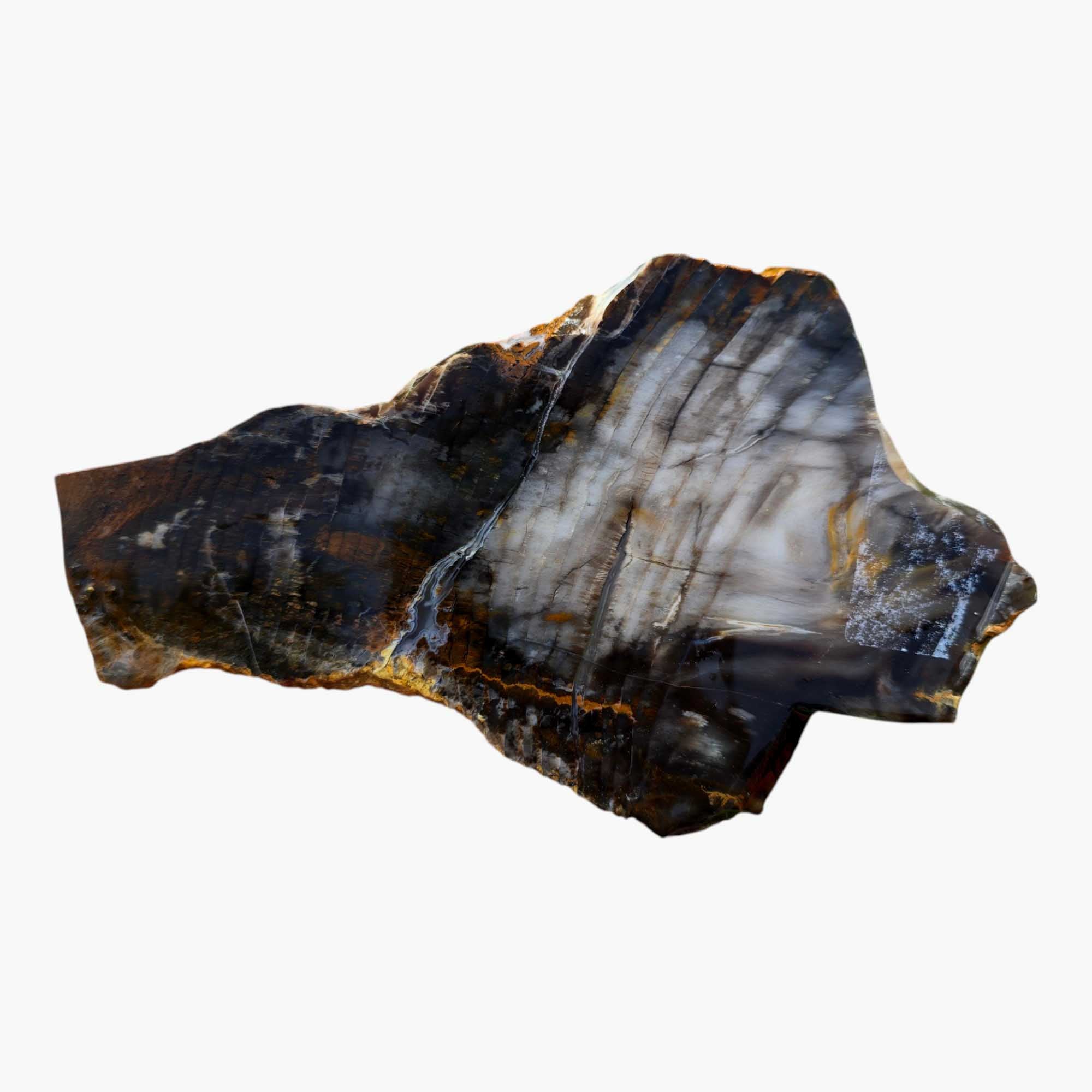 Mystery Petrified Wood Slab Dry – Rare Estate Lapidary Material! #3479-Photo4