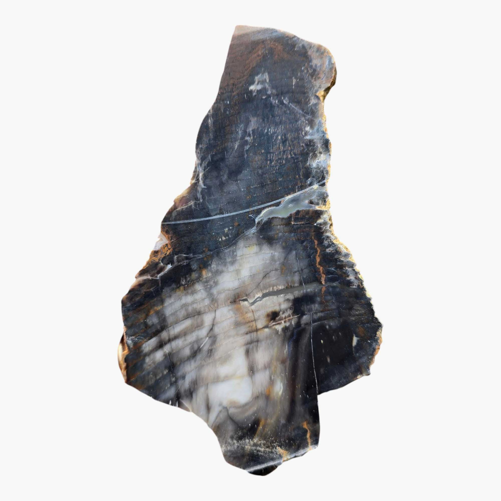 Mystery Petrified Wood Slab Dry – Cabbing Collection Display Stone! #3479-Photo5