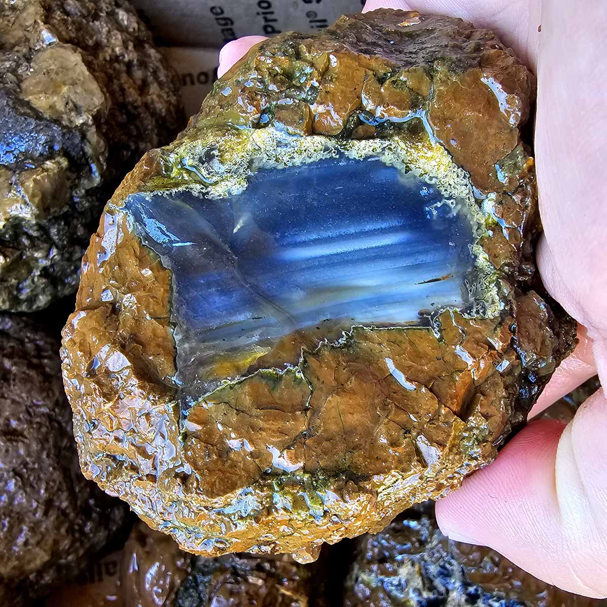 Old Stock Oregon Thunderegg Cutting Rough Flatrate