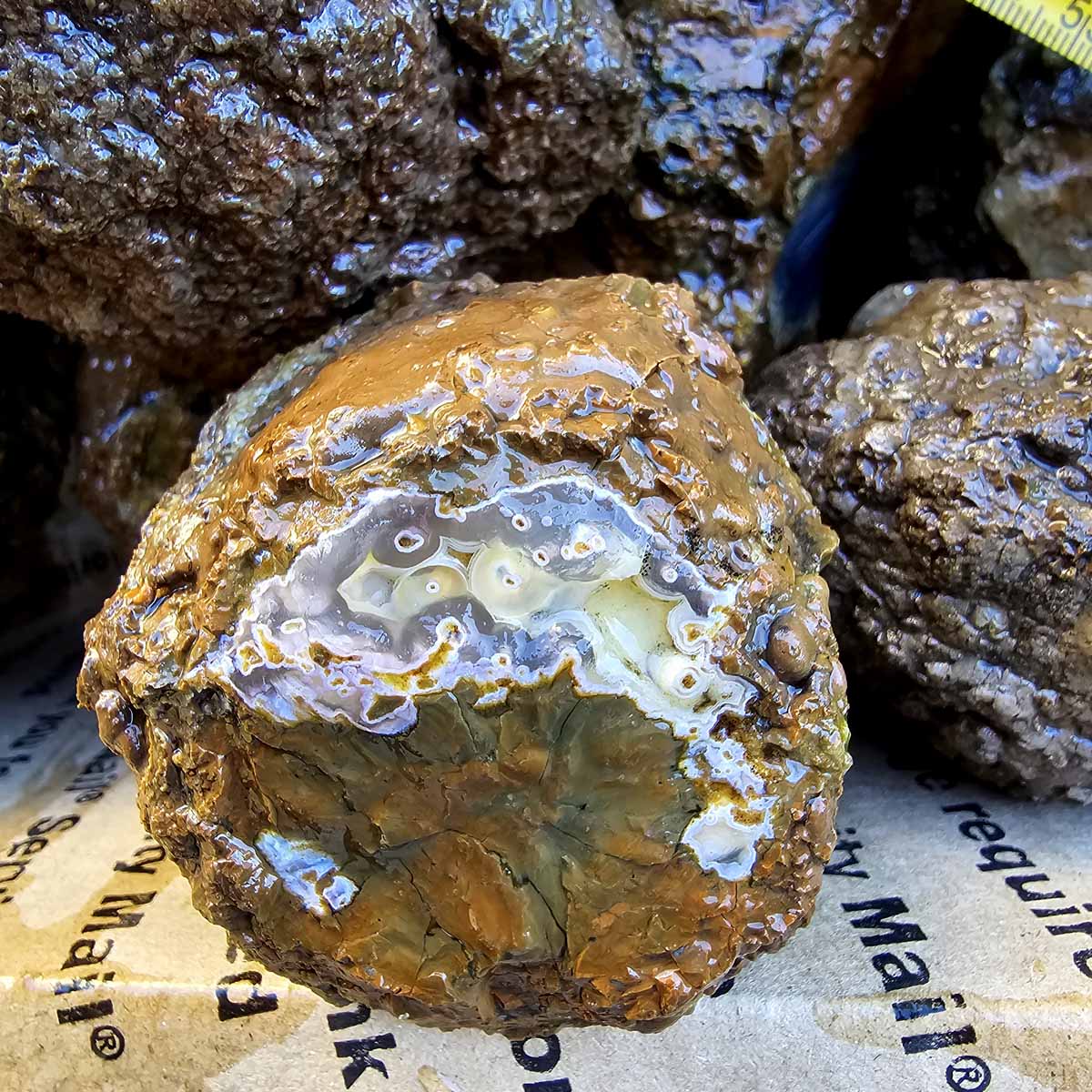 Old Stock Oregon Thunderegg Cutting Rough Flatrate