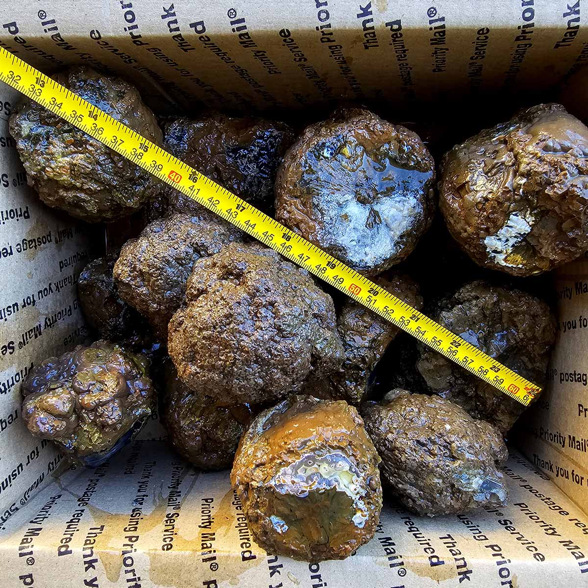 Old Stock Oregon Thunderegg Cutting Rough Flatrate