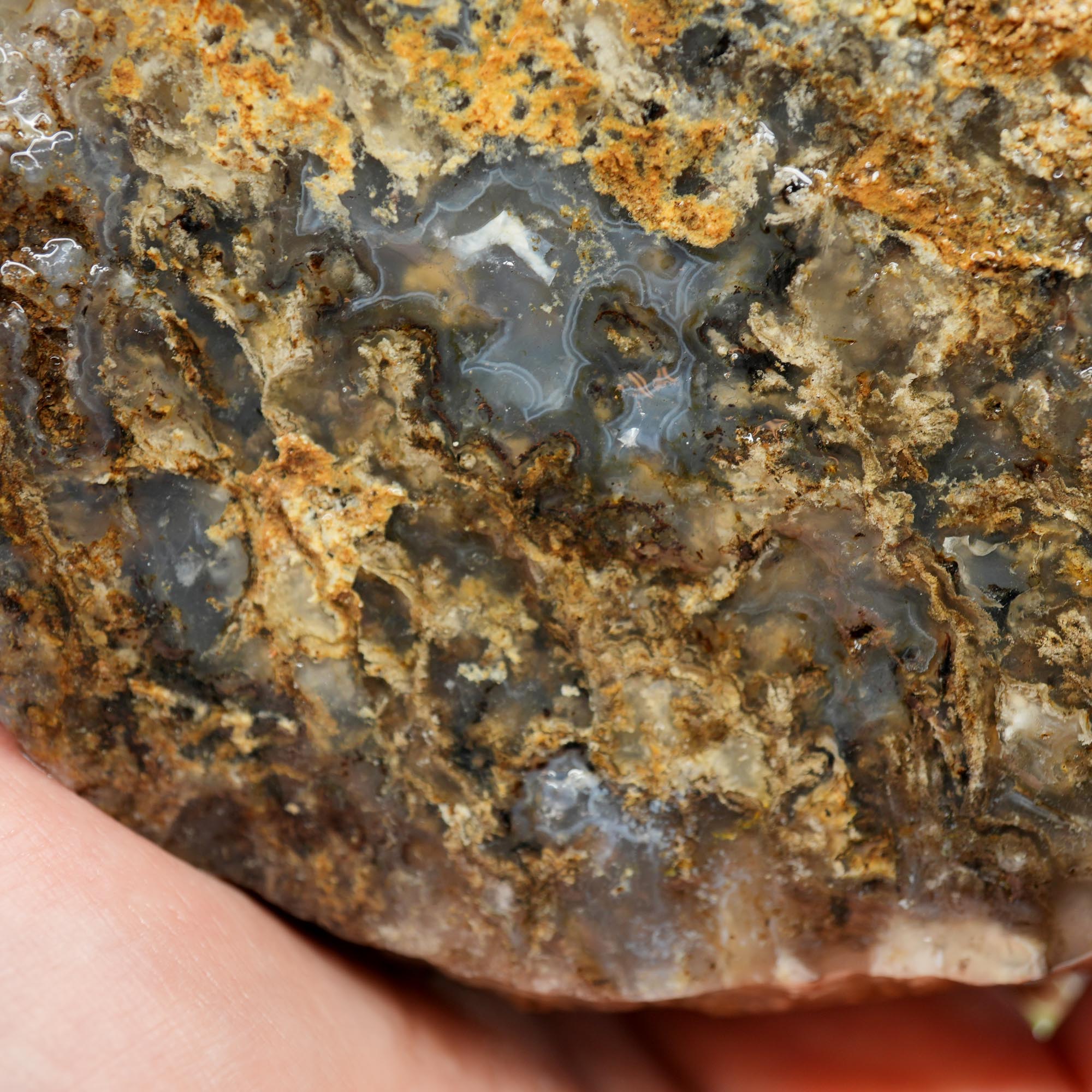 Graveyard Point Plume Agate Rough - Classic Long Black Plume in Translucent Agate
