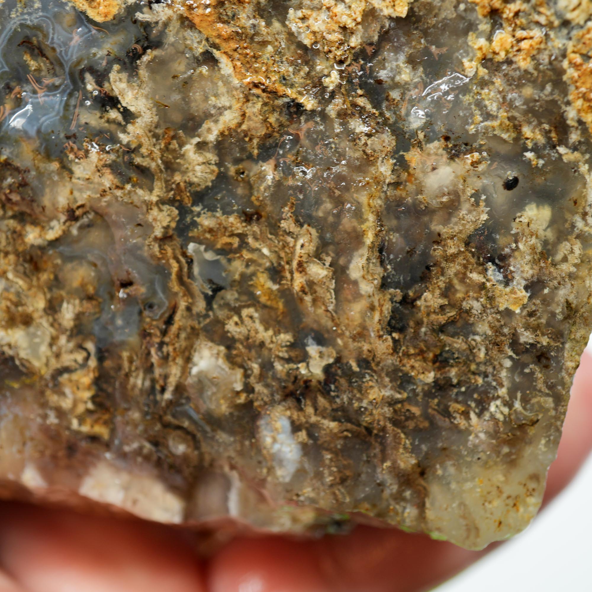 Graveyard Point Plume Agate Rough - Classic Long Black Plume in Translucent Agate