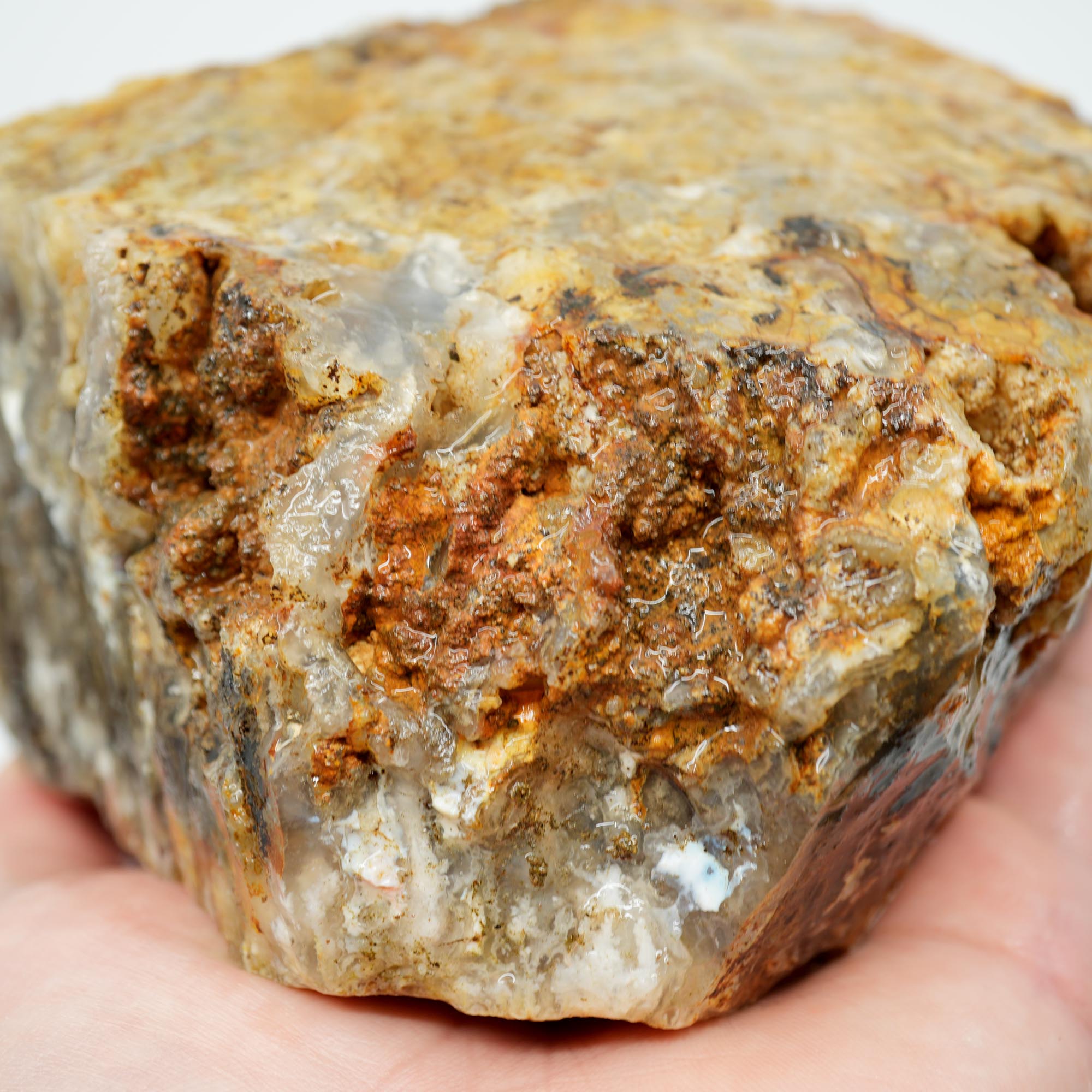 Graveyard Point Plume Agate Rough - Classic Long Black Plume in Translucent Agate