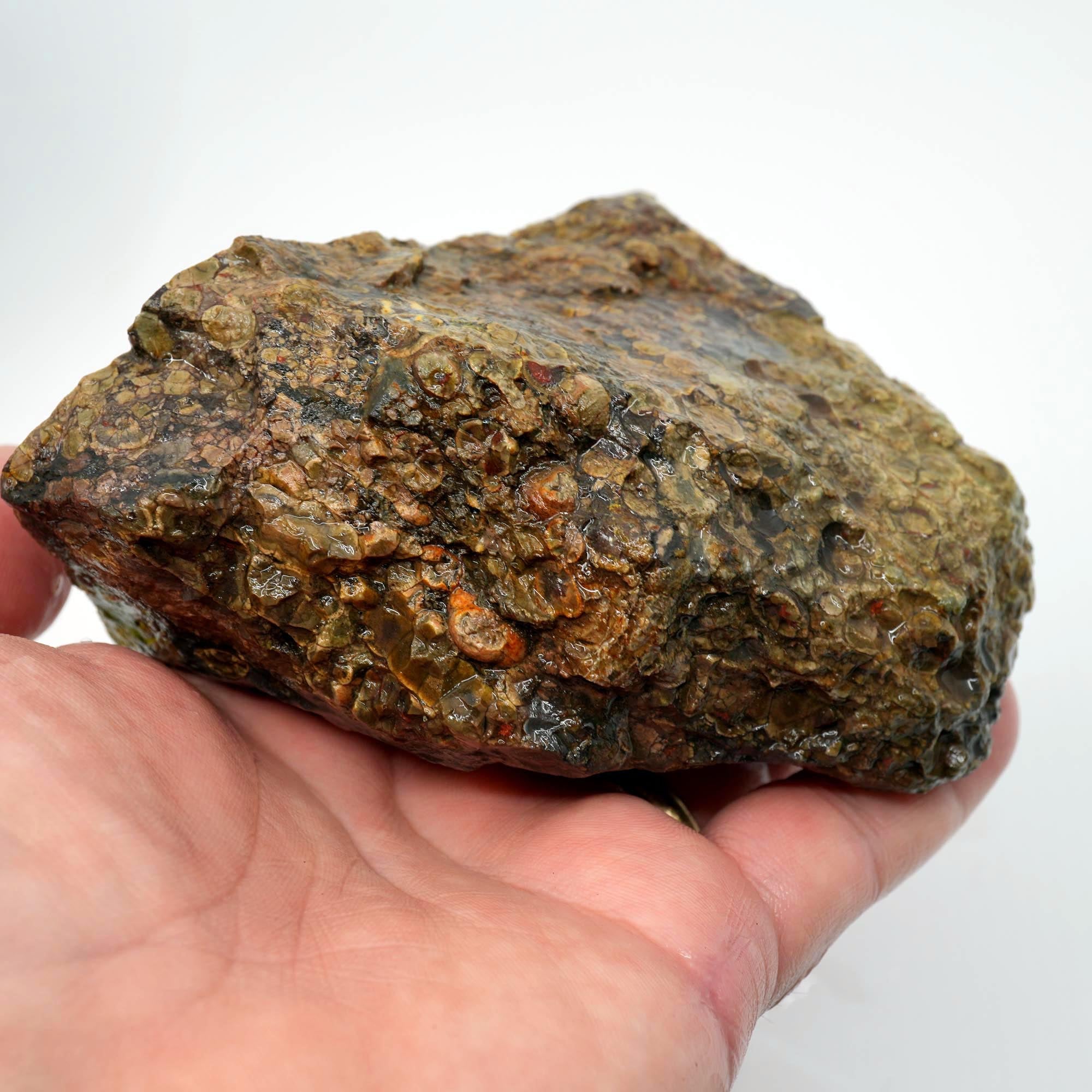 Oregon Oolite Rough - Quant Collection Mystery Find