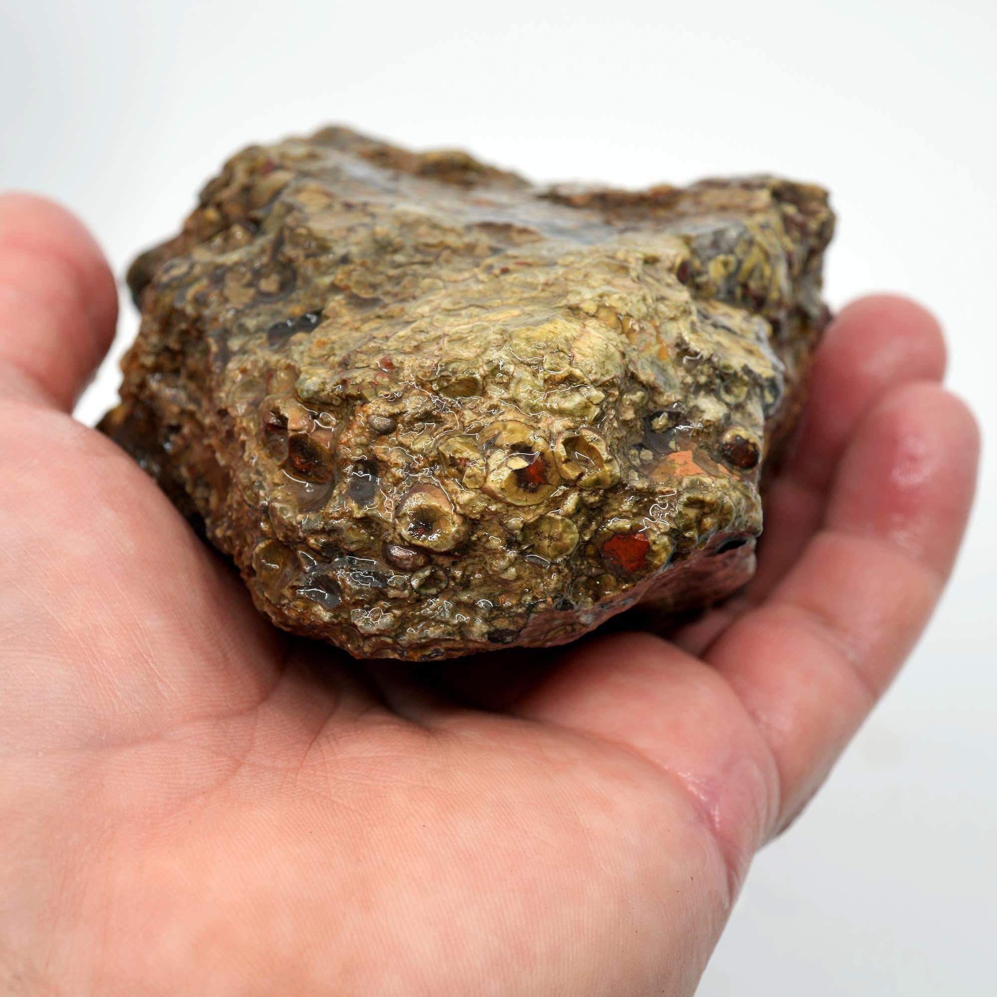 Oregon Oolite Rough - Quant Collection Mystery Find