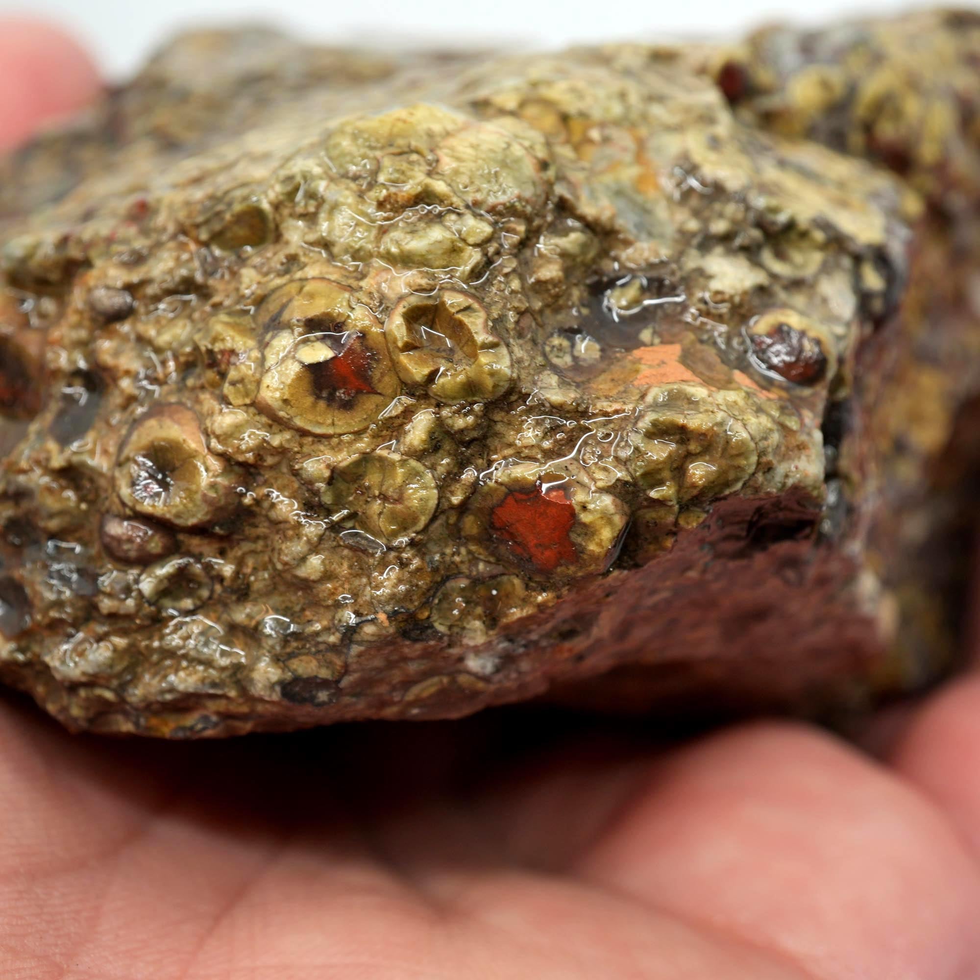 Oregon Oolite Rough - Quant Collection Mystery Find