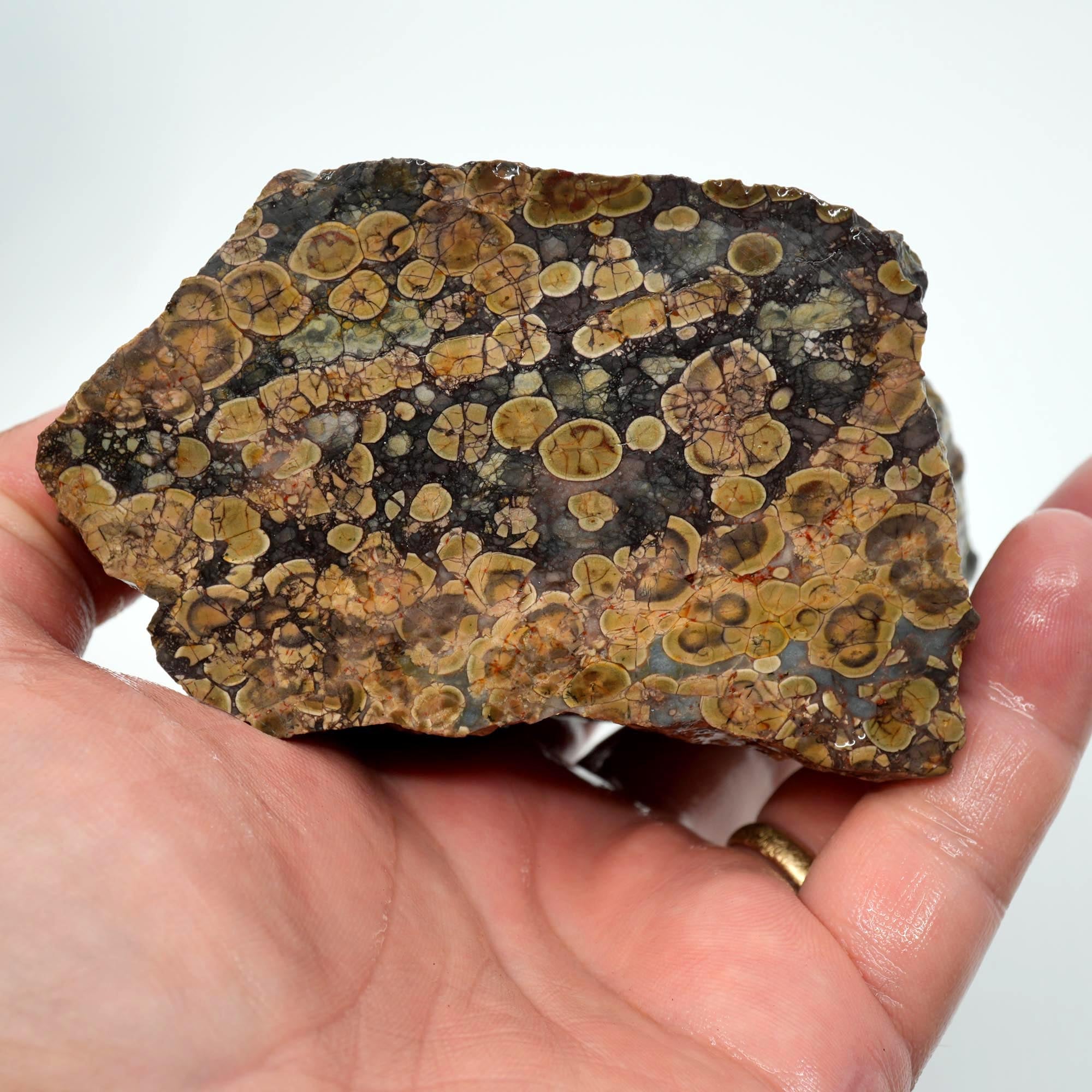 Oregon Oolite Rough - Quant Collection Mystery Find