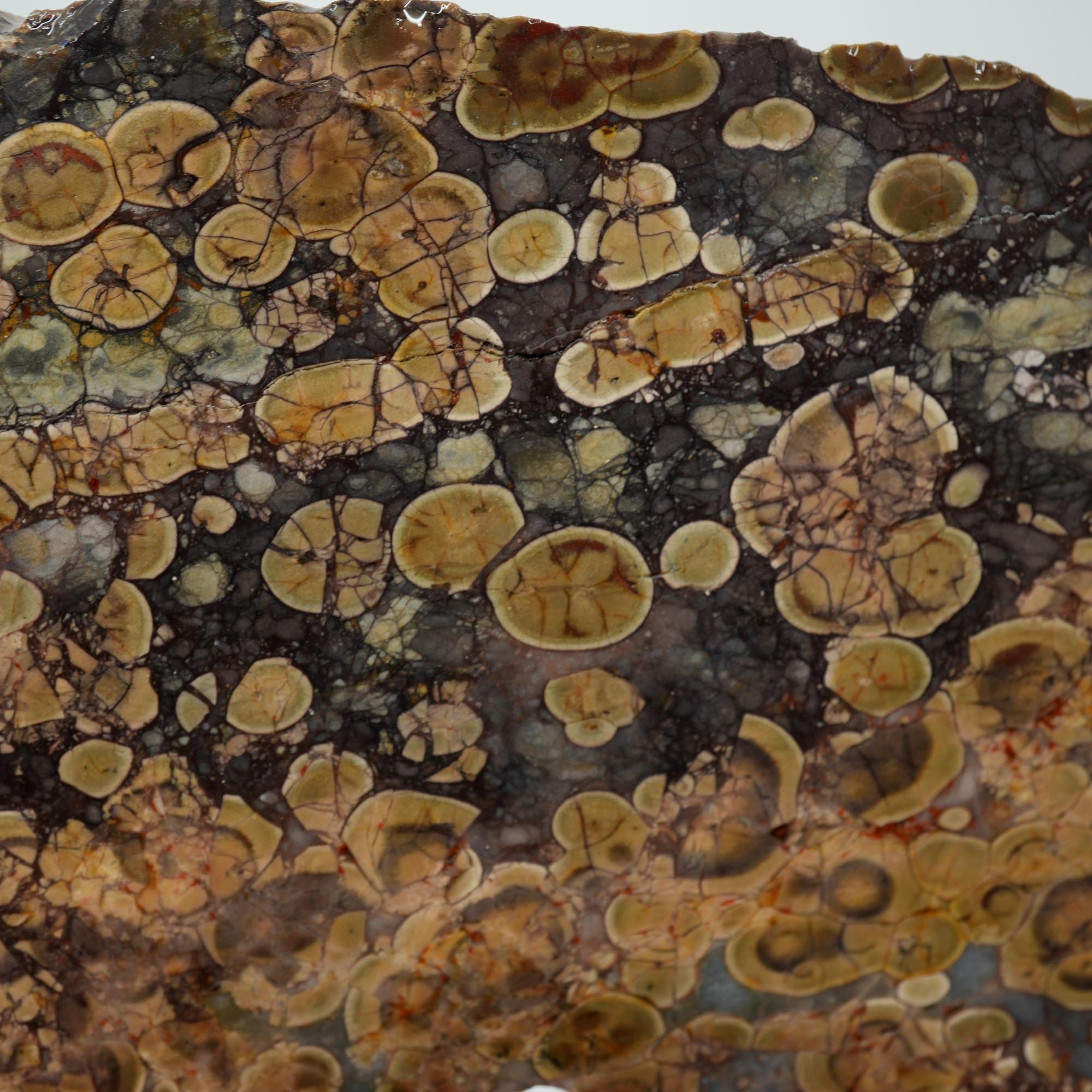Oregon Oolite Rough - Quant Collection Mystery Find