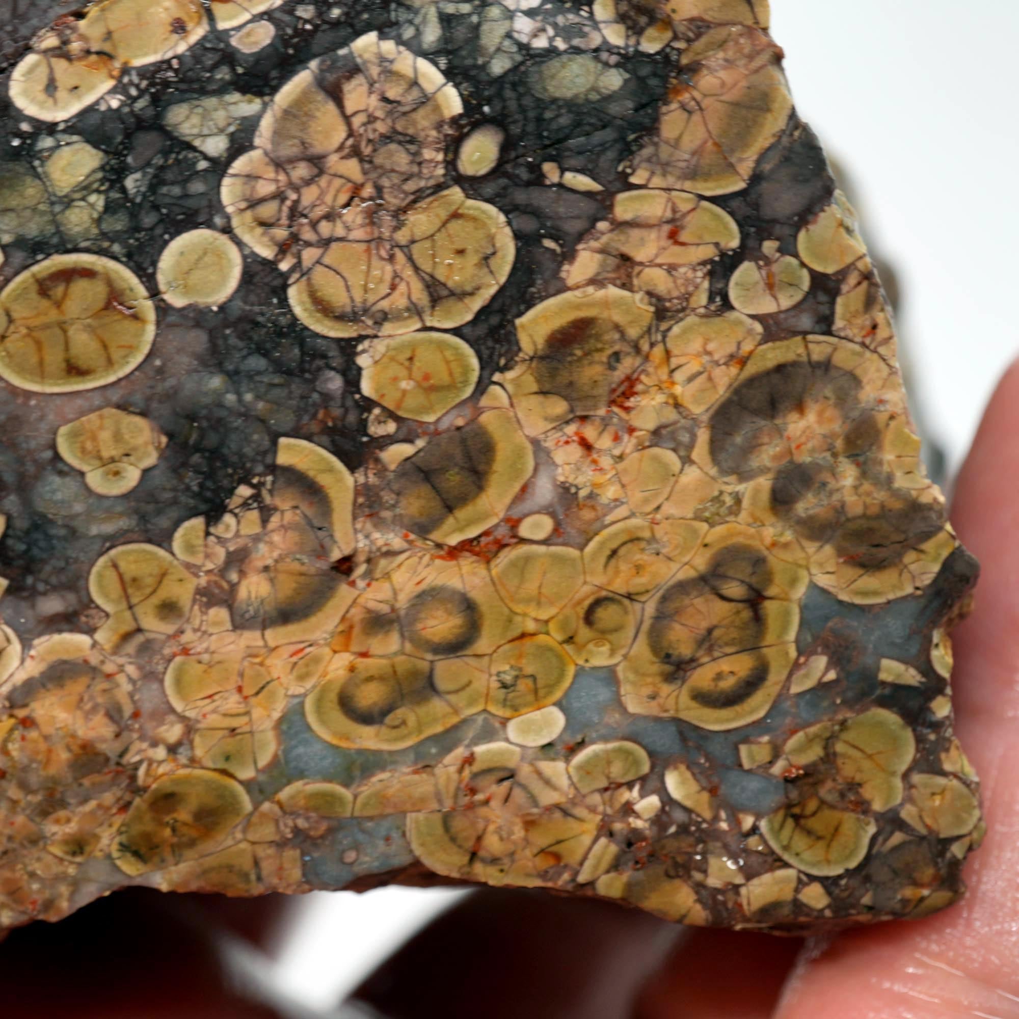 Oregon Oolite Rough - Quant Collection Mystery Find
