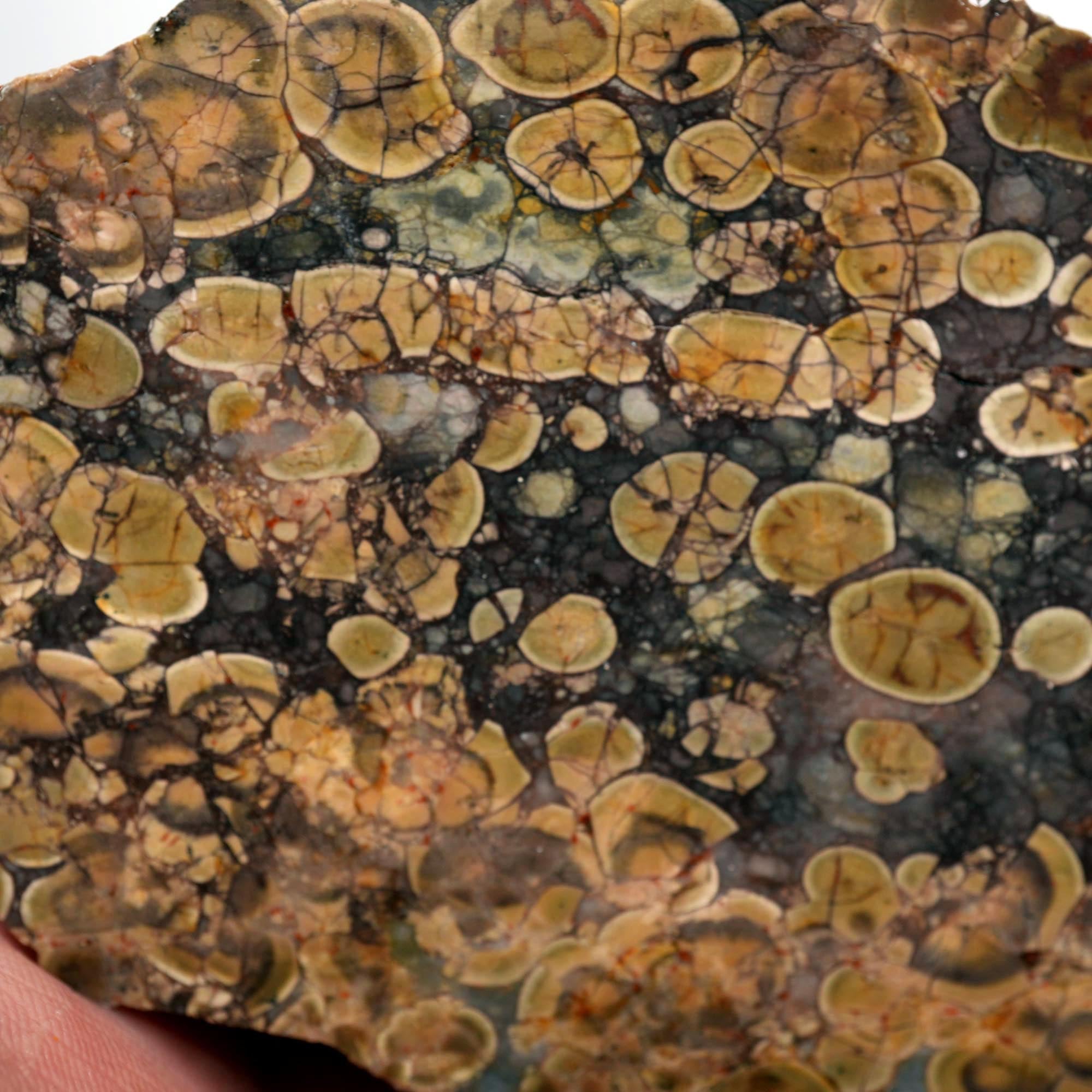 Oregon Oolite Rough - Quant Collection Mystery Find