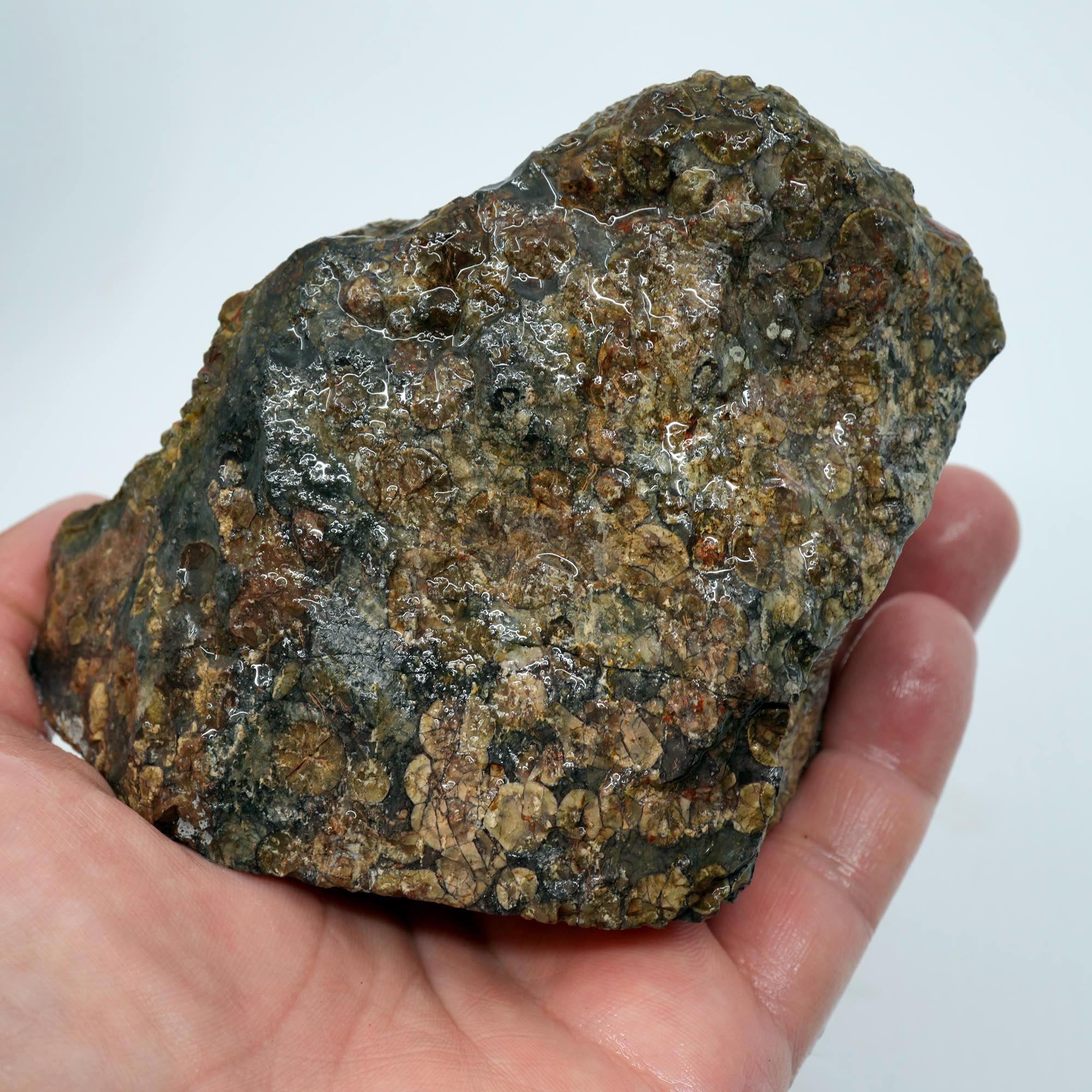 Oregon Oolite Rough - Quant Collection Mystery Find