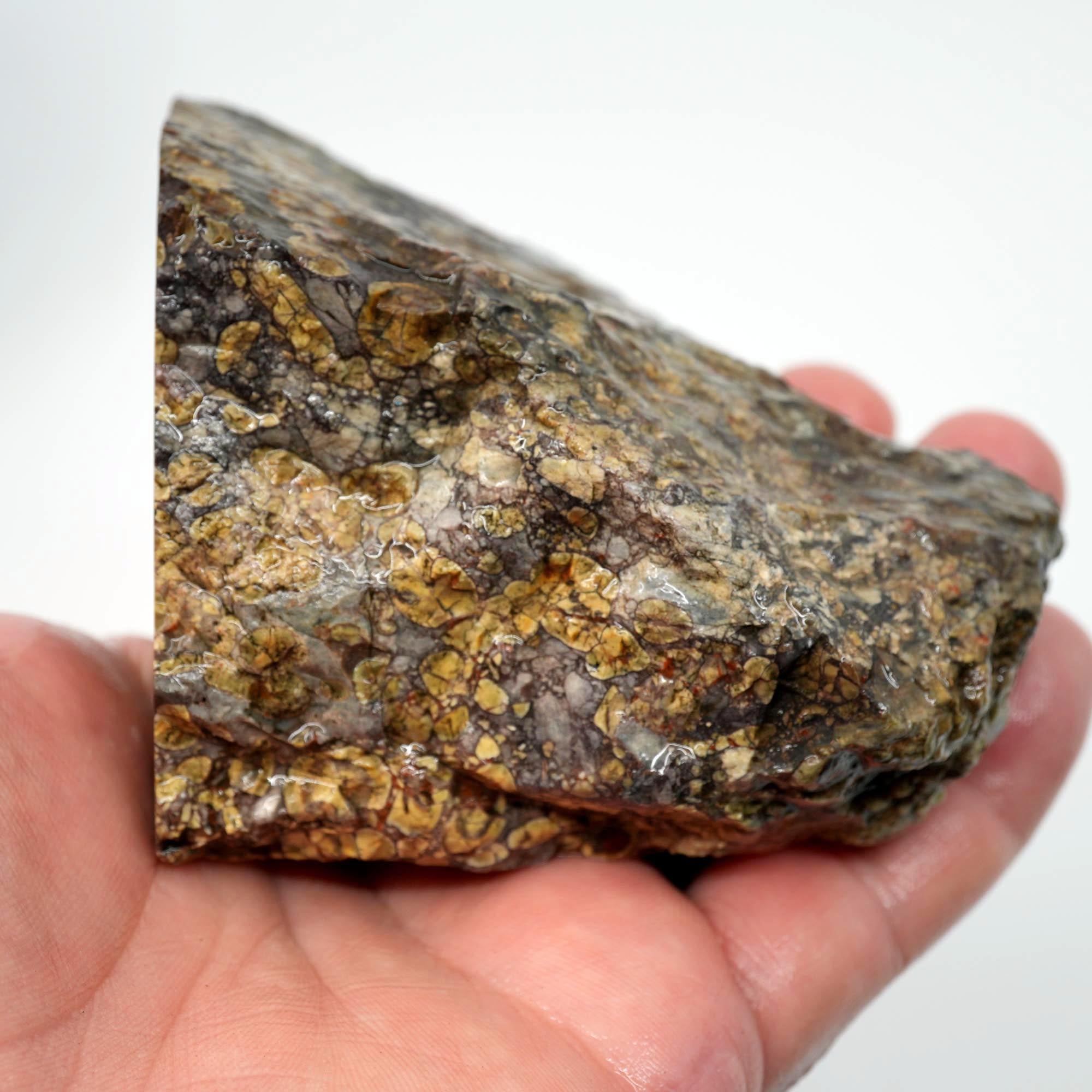 Oregon Oolite Rough - Quant Collection Mystery Find