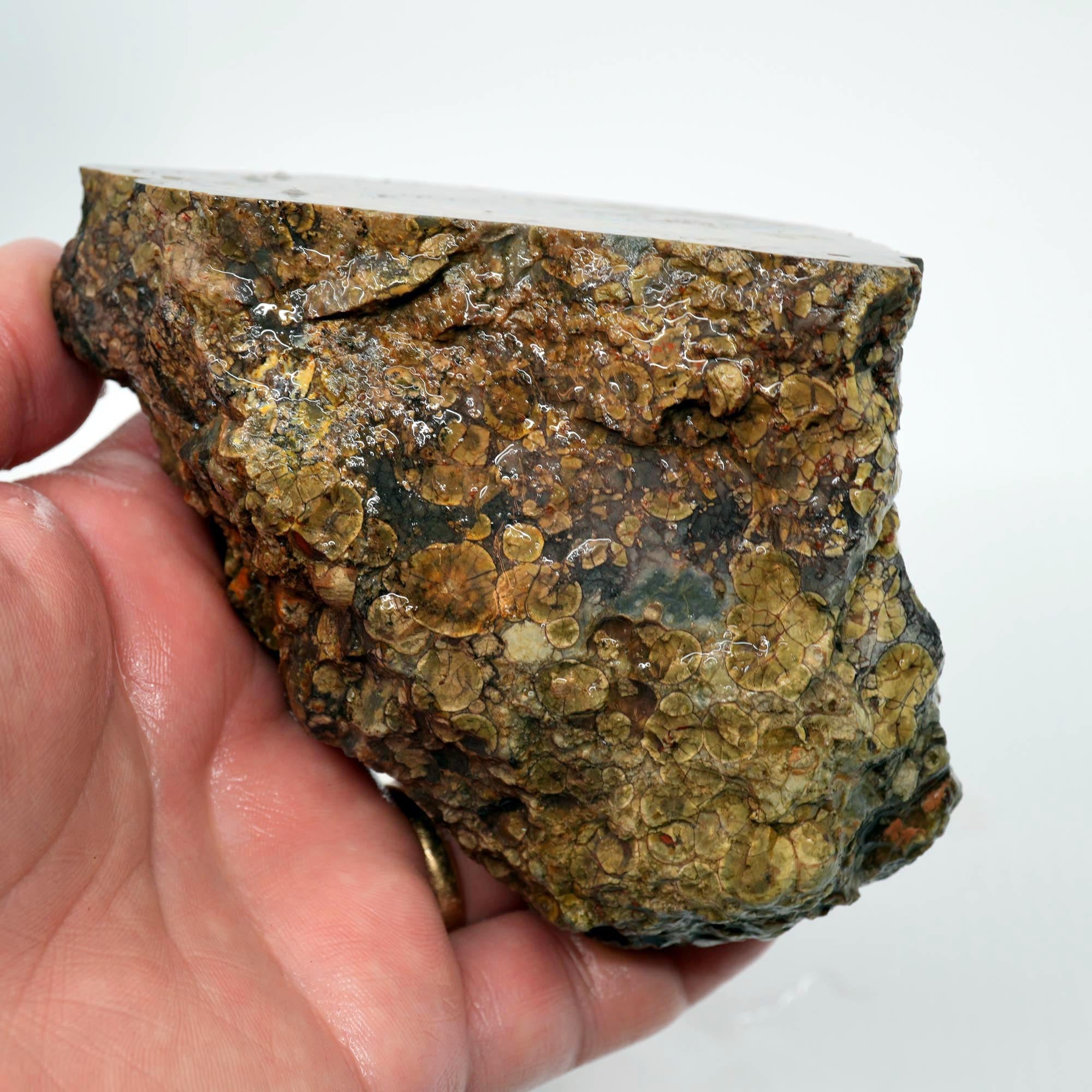 Oregon Oolite Rough - Quant Collection Mystery Find