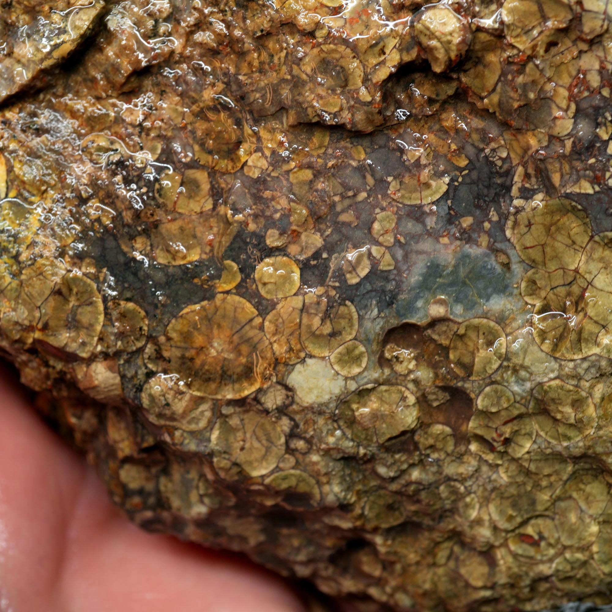 Oregon Oolite Rough - Quant Collection Mystery Find