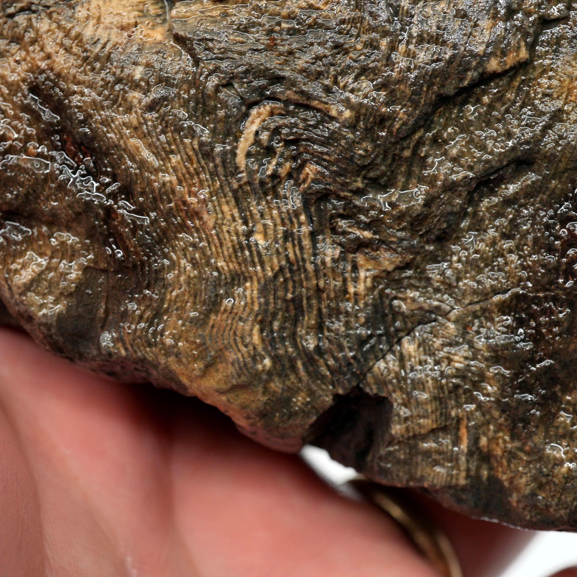 Prineville Herringbone Petrified Wood Cut and Proven - Black Herringbone Pattern