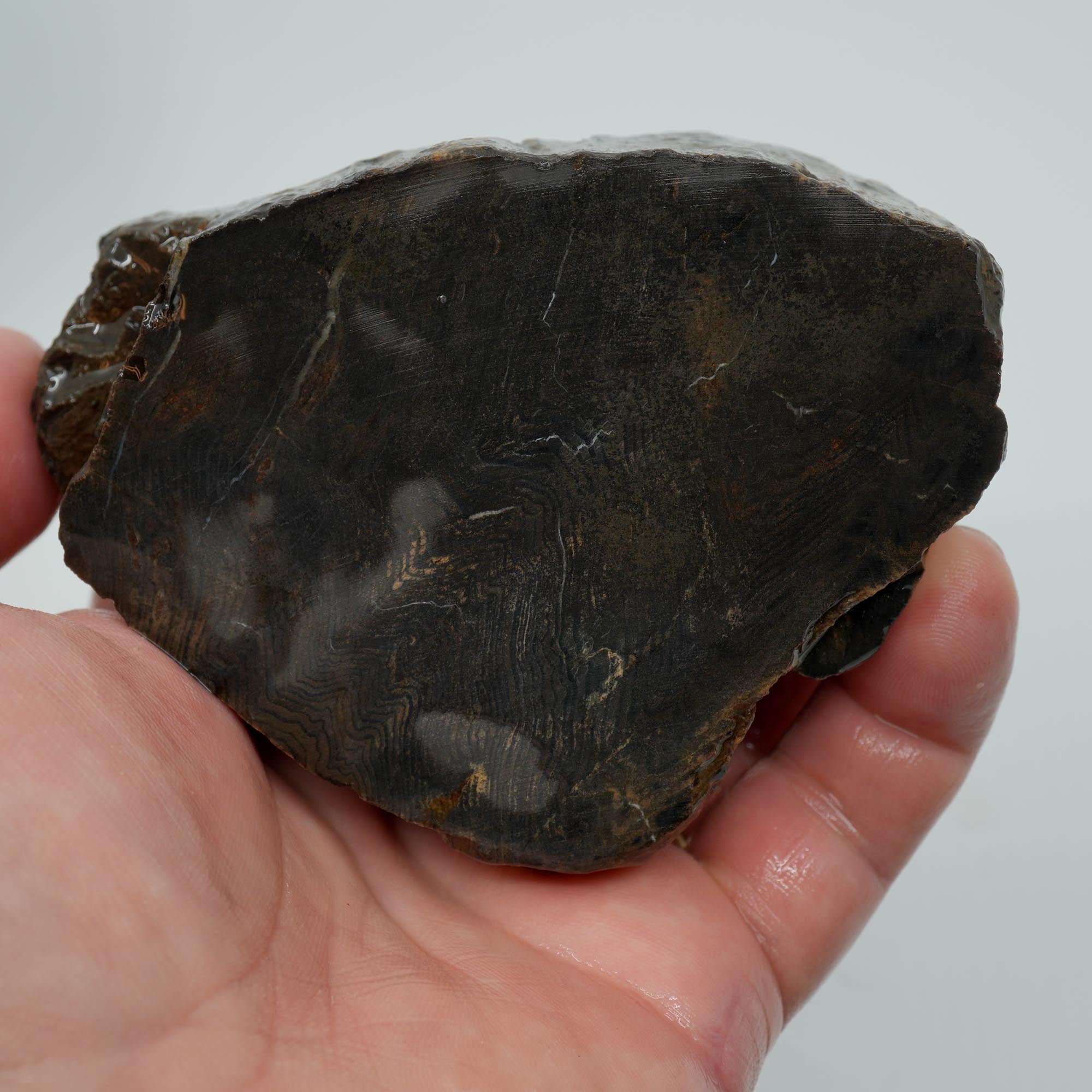 Prineville Herringbone Petrified Wood Cut and Proven - Black Herringbone Pattern