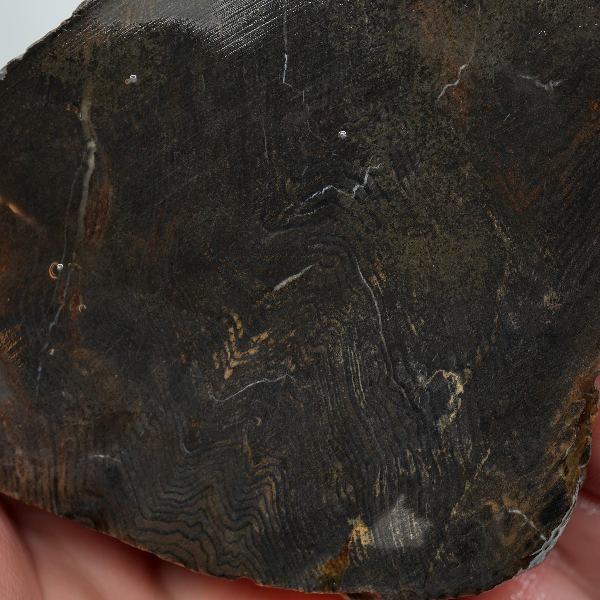 Prineville Herringbone Petrified Wood Cut and Proven - Black Herringbone Pattern