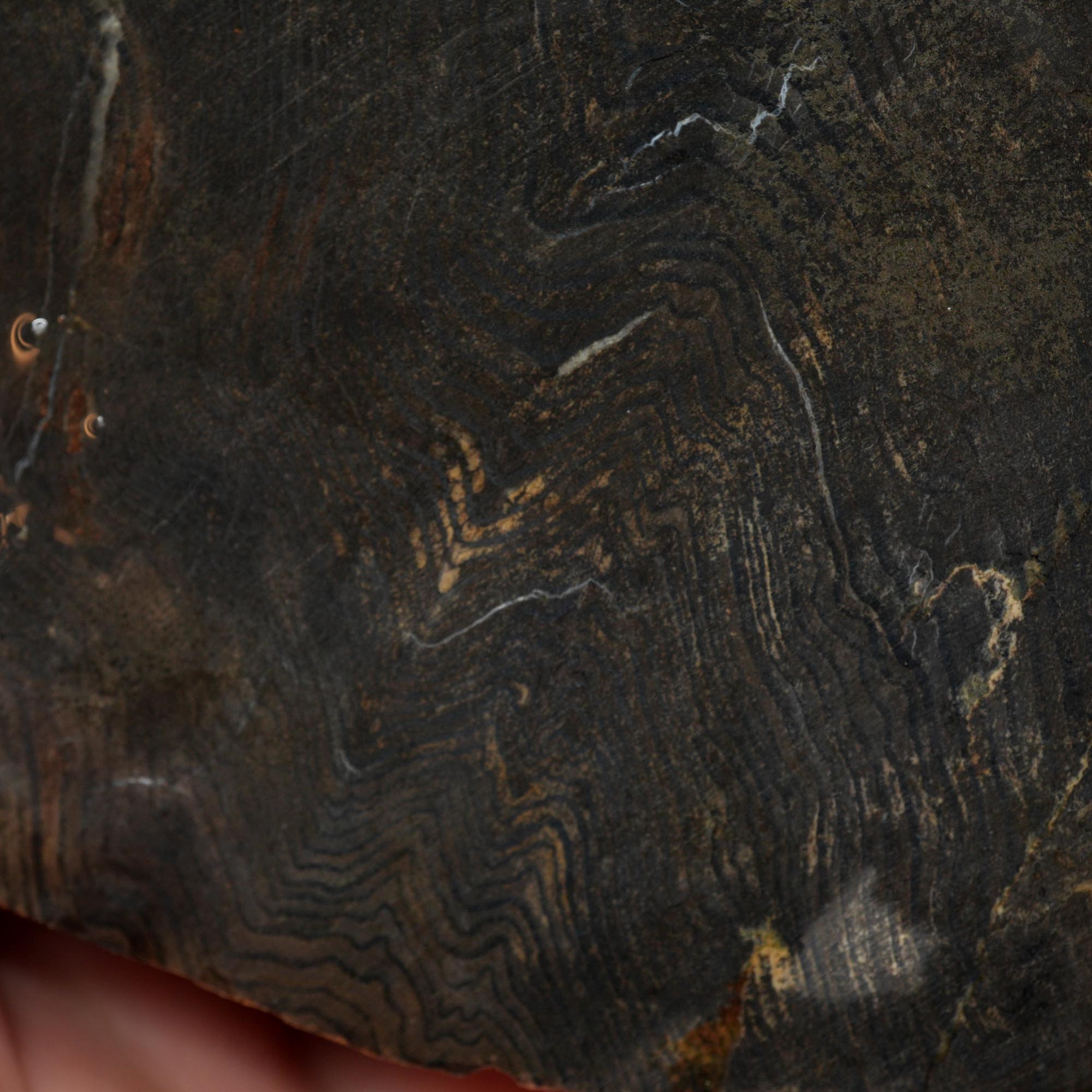 Prineville Herringbone Petrified Wood Cut and Proven - Black Herringbone Pattern