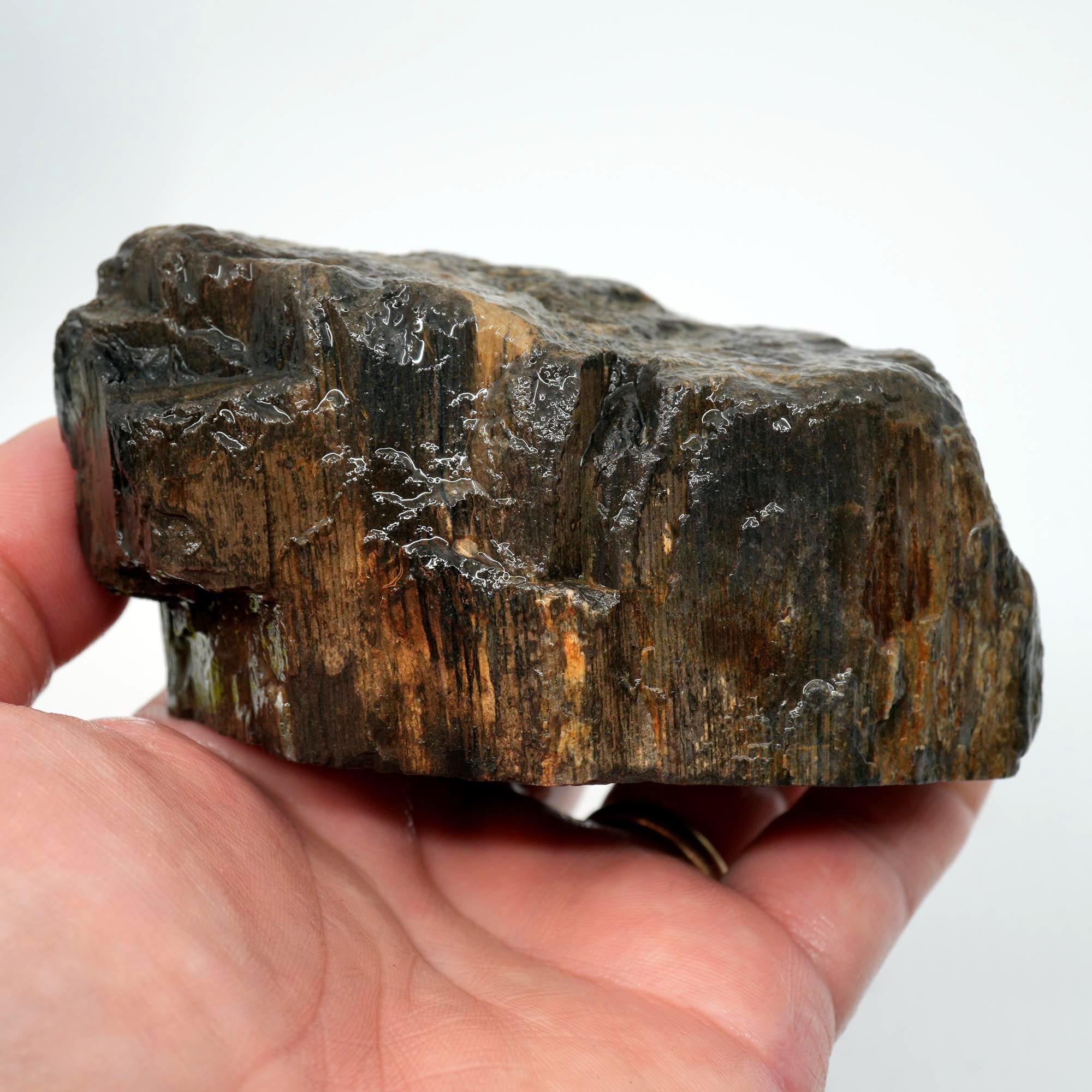 Prineville Herringbone Petrified Wood Cut and Proven - Black Herringbone Pattern
