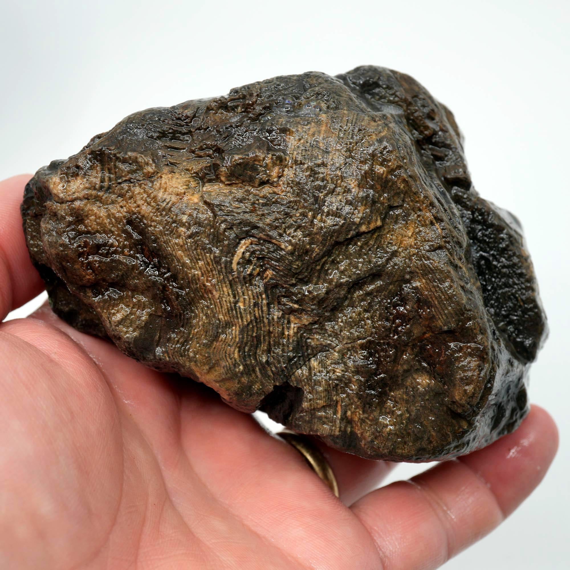 Prineville Herringbone Petrified Wood Cut and Proven - Black Herringbone Pattern