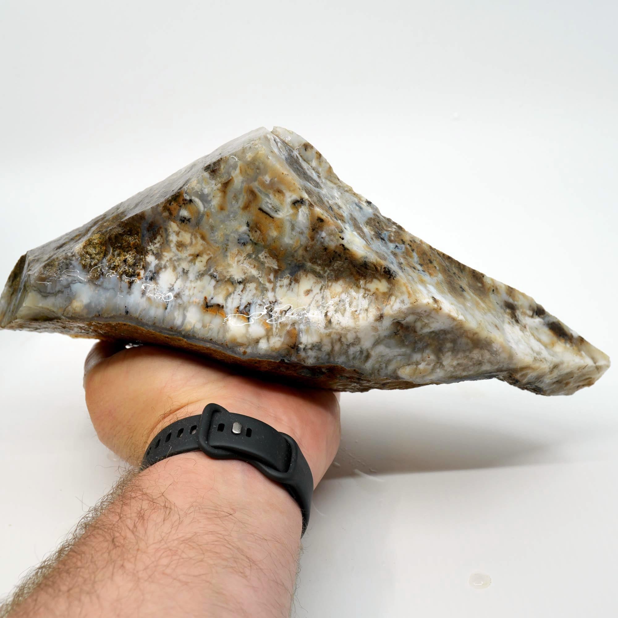 Sheep Creek Plume Agate Rough - High Grade White Mushroom Plume Display