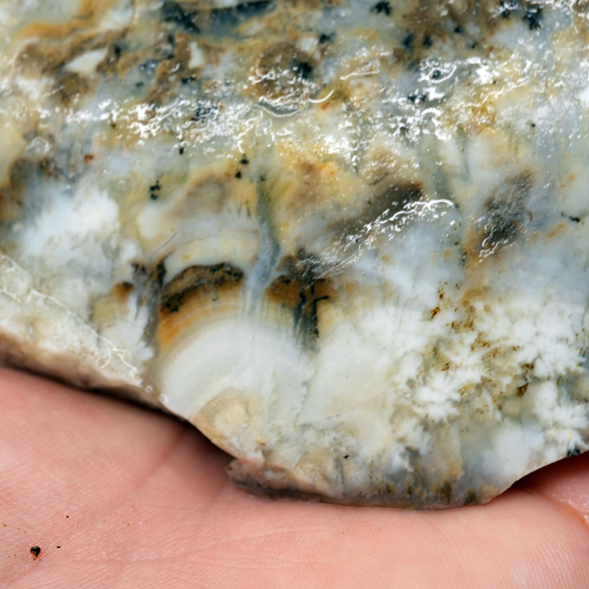 Sheep Creek Plume Agate Rough - High Grade White Mushroom Plume Display