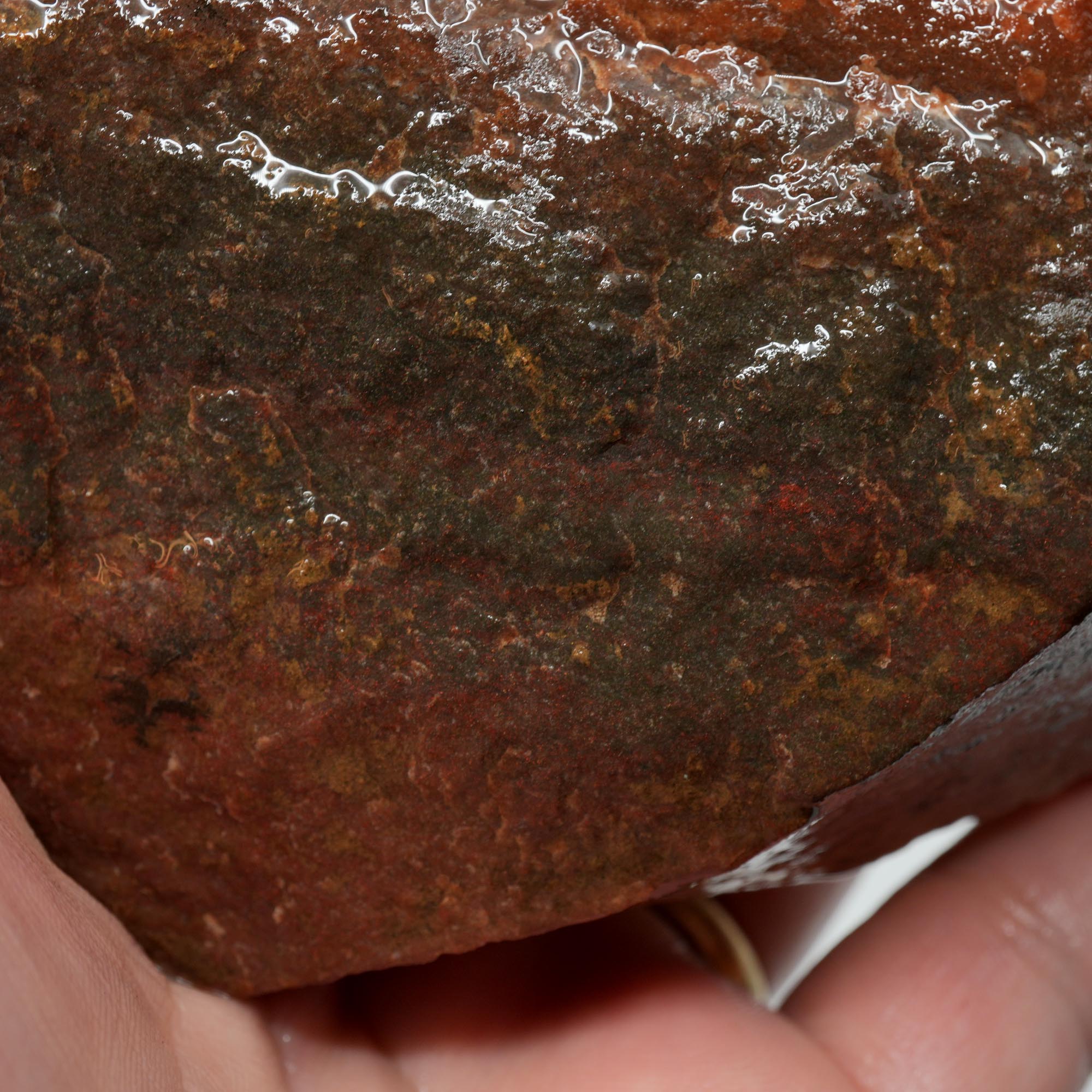 Carey Plume Agate Rough - Unique Oolitic Pattern with Thick Matrix
