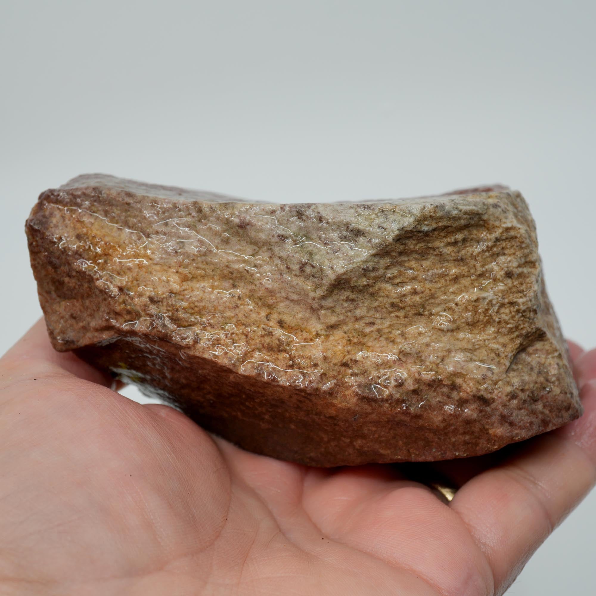 Carey Plume Agate Rough - Unique Oolitic Pattern with Thick Matrix