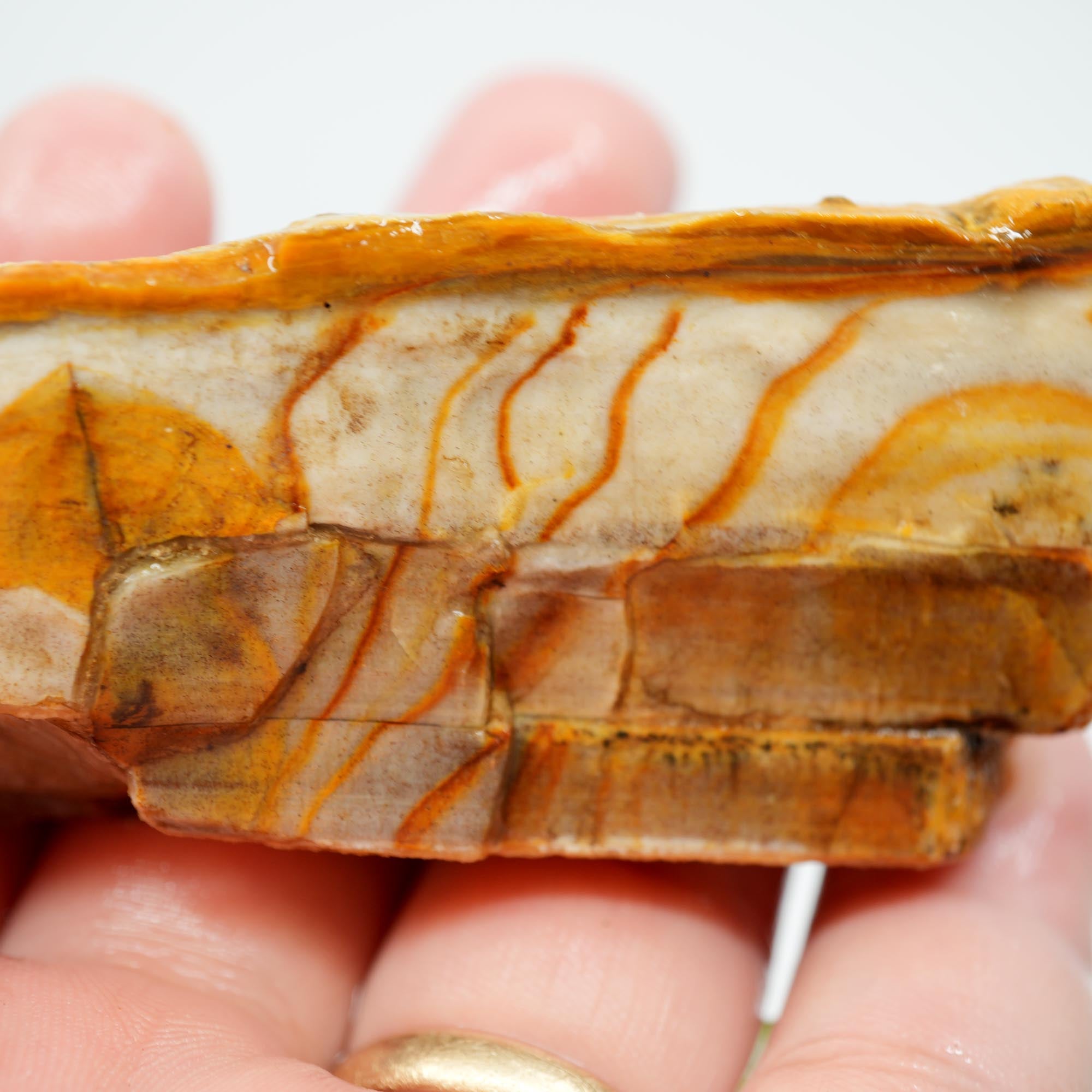 Mystery Petrified Wood Rough - Opalized with Druzy and Dendrites