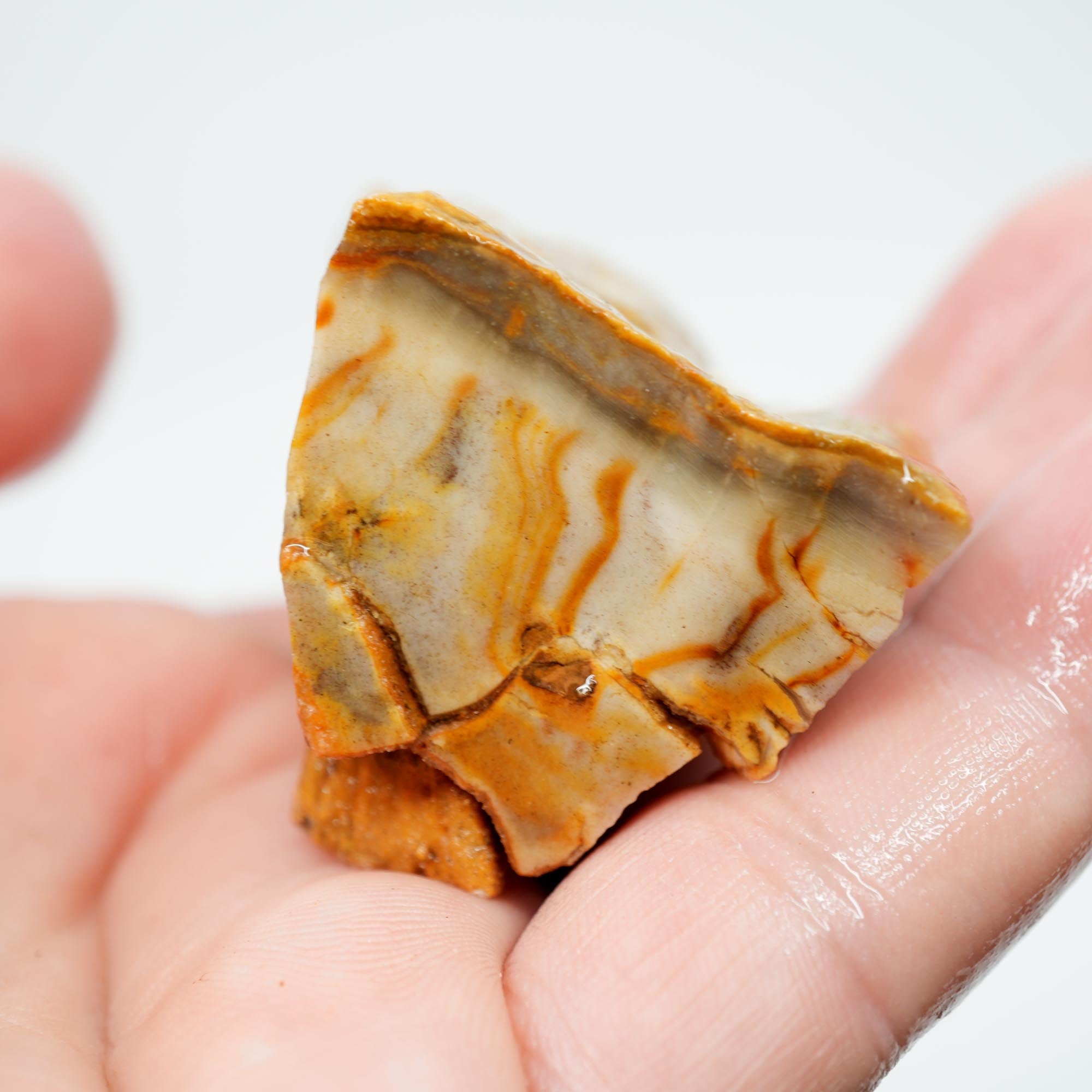 Mystery Petrified Wood Rough - Opalized with Druzy and Dendrites