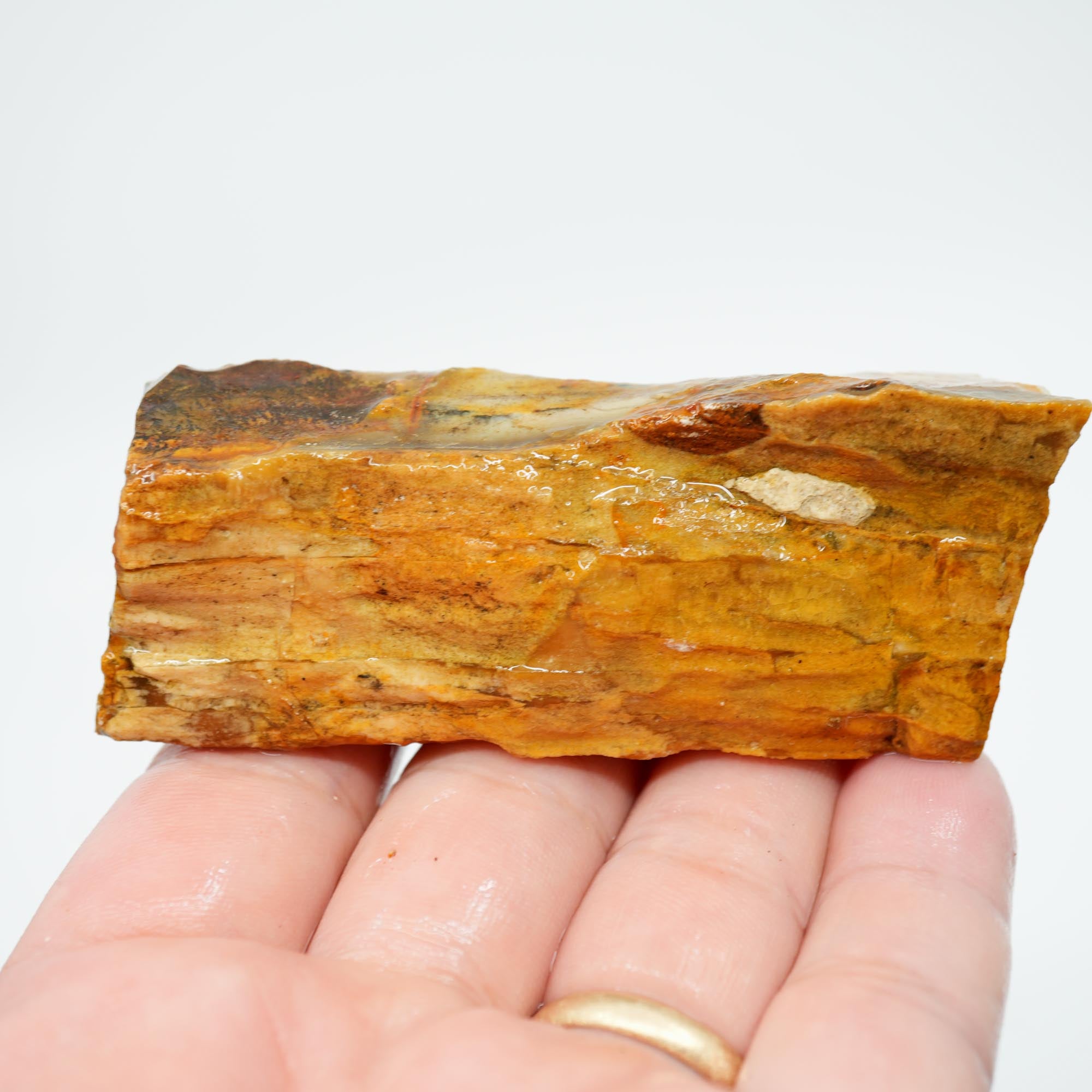 Mystery Petrified Wood Rough - Opalized with Druzy and Dendrites