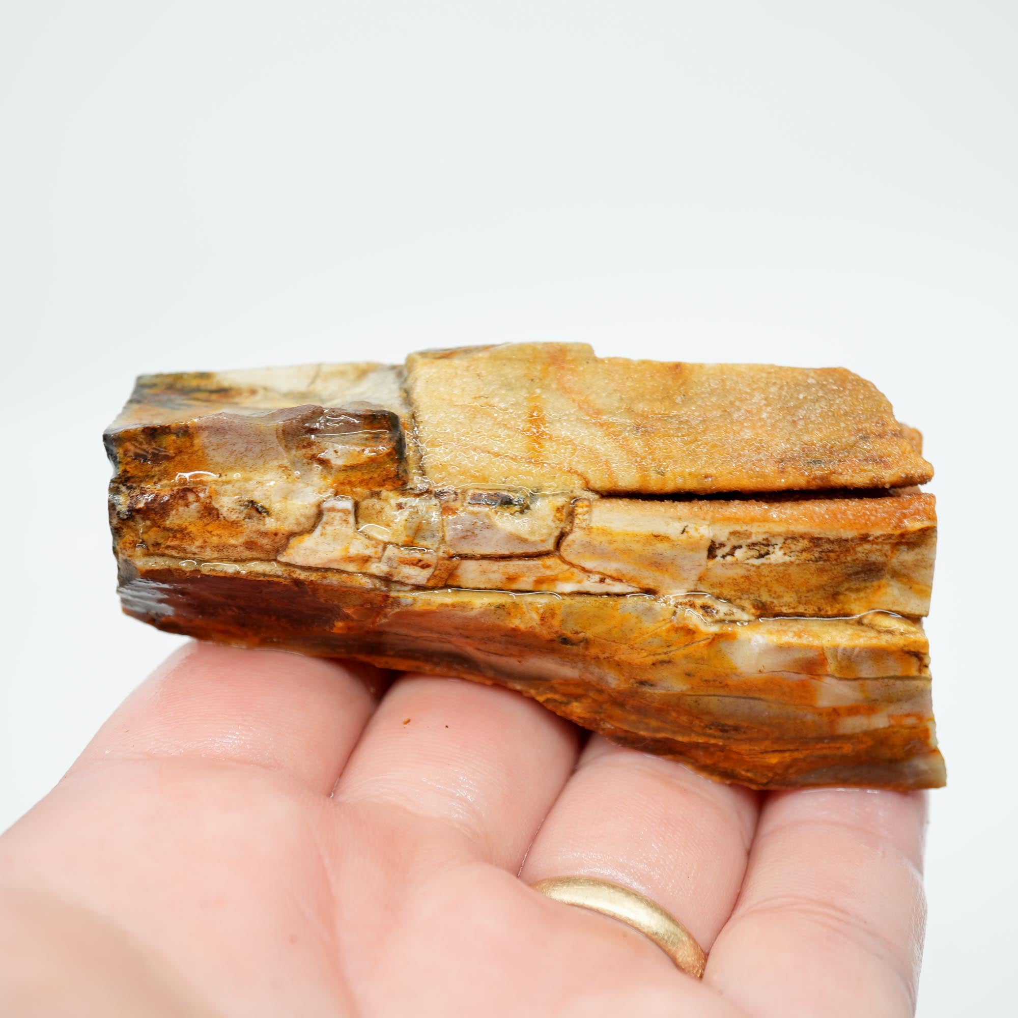 Mystery Petrified Wood Rough - Opalized with Druzy and Dendrites
