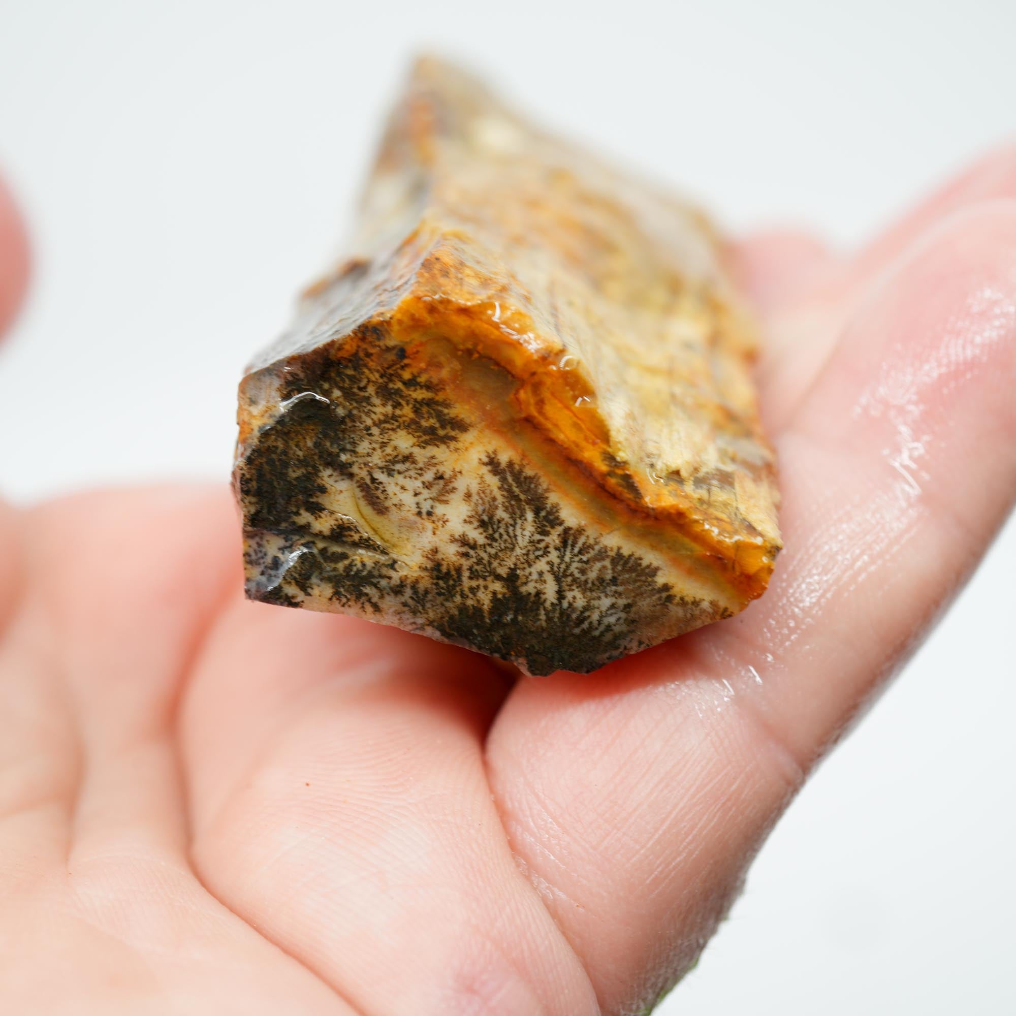 Mystery Petrified Wood Rough - Opalized with Druzy and Dendrites