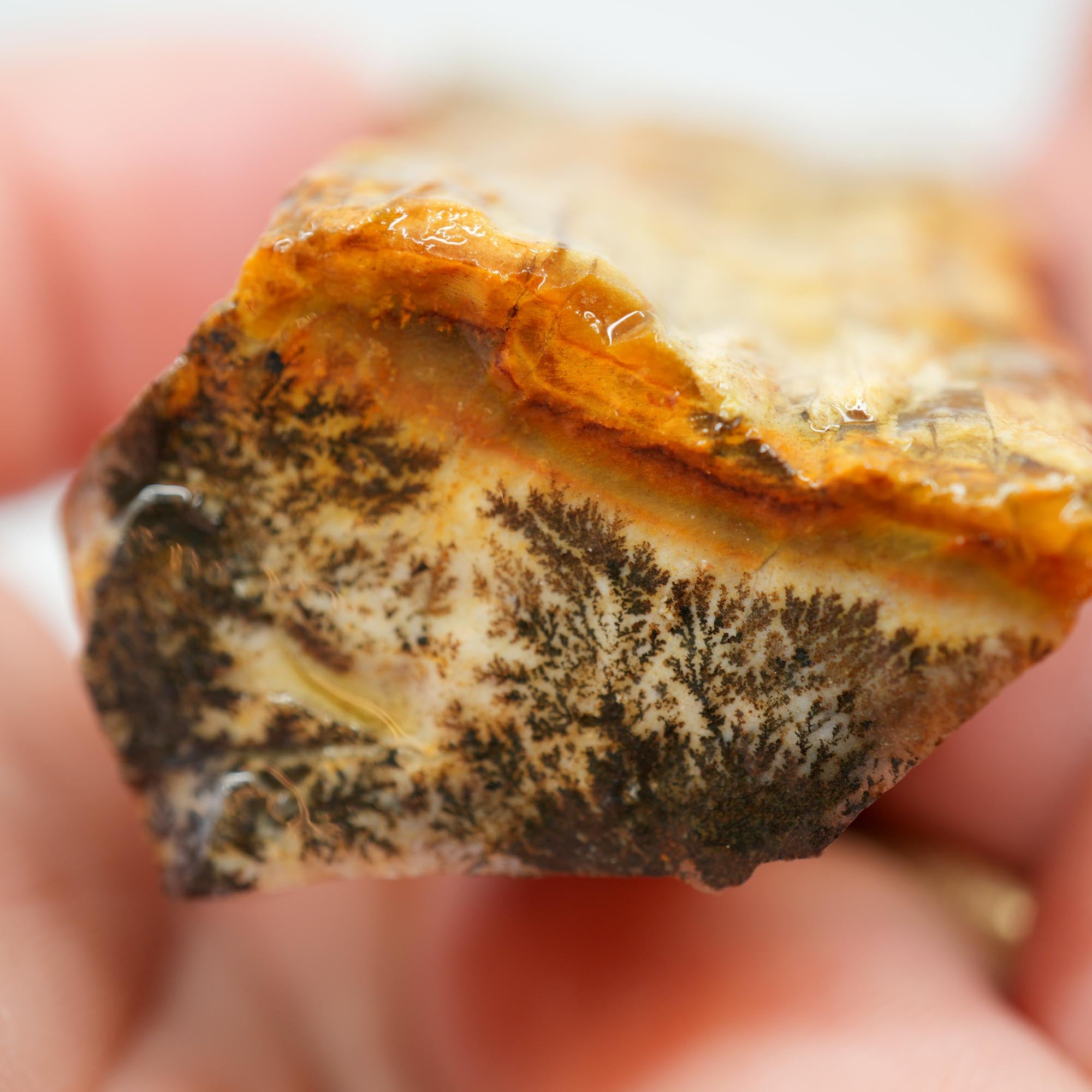 Mystery Petrified Wood Rough - Opalized with Druzy and Dendrites